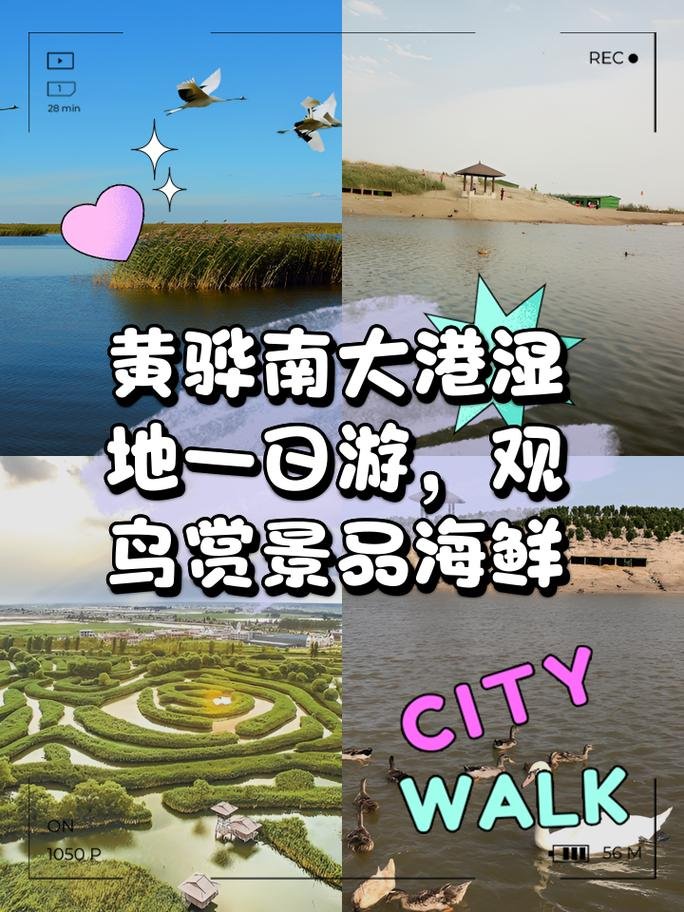 沧州南大港湿地🦢｜沧州黄骅・候鸟天堂・露营秘境