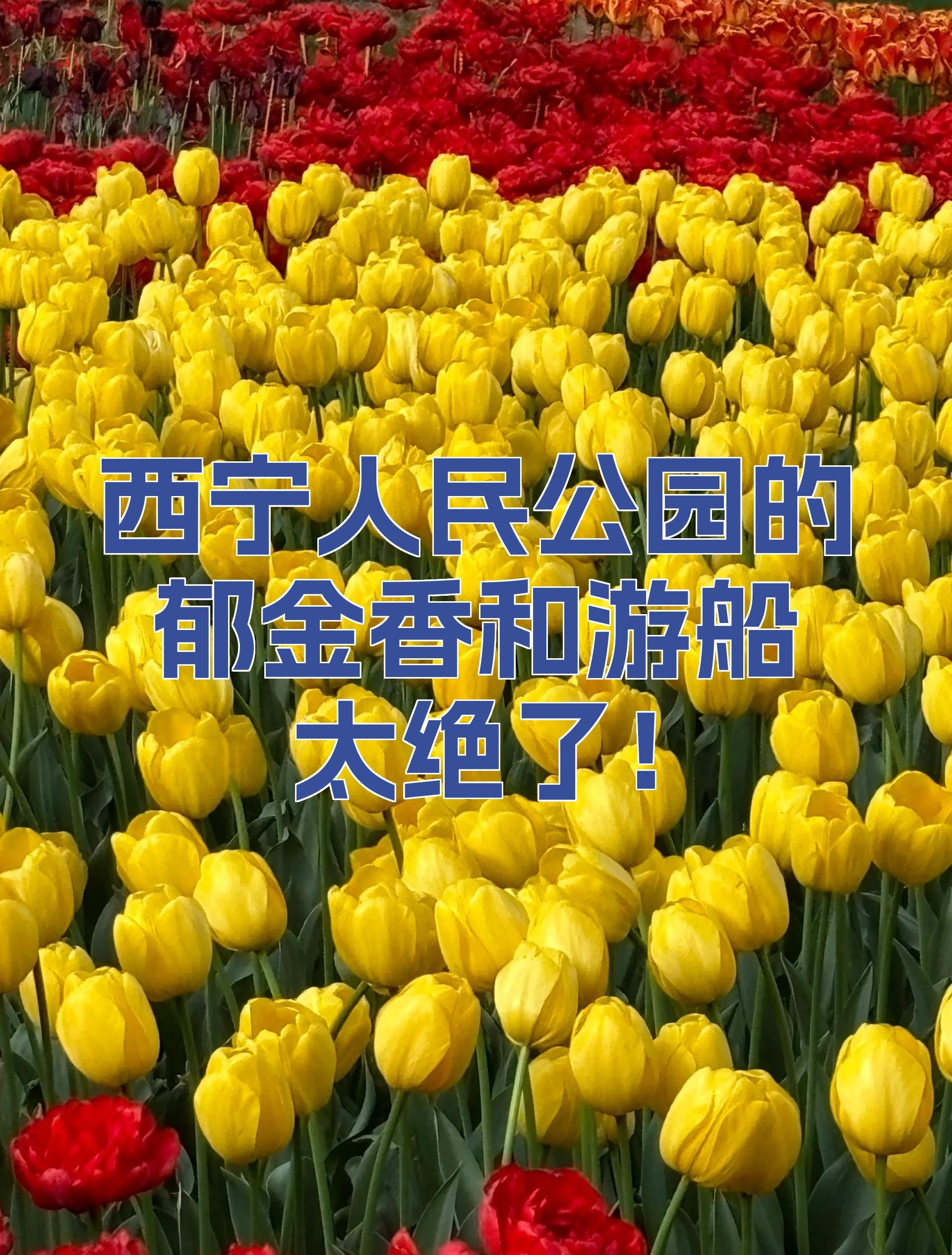 西宁人民公园郁金香花海🌷｜高原春日・浪漫花海