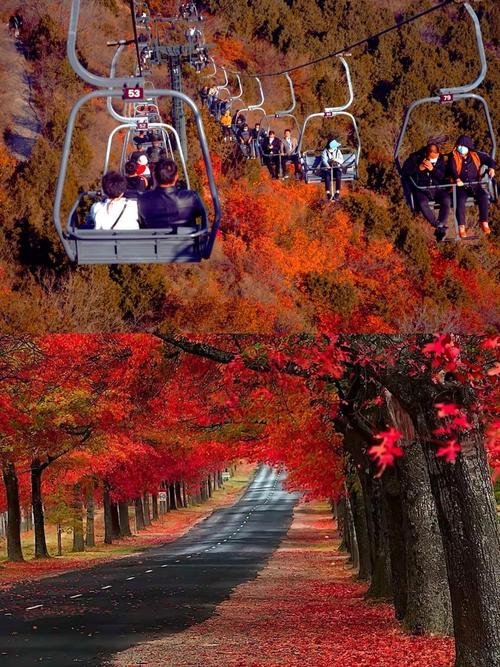 香山公园🍁｜秋日红叶天花板・皇家园林