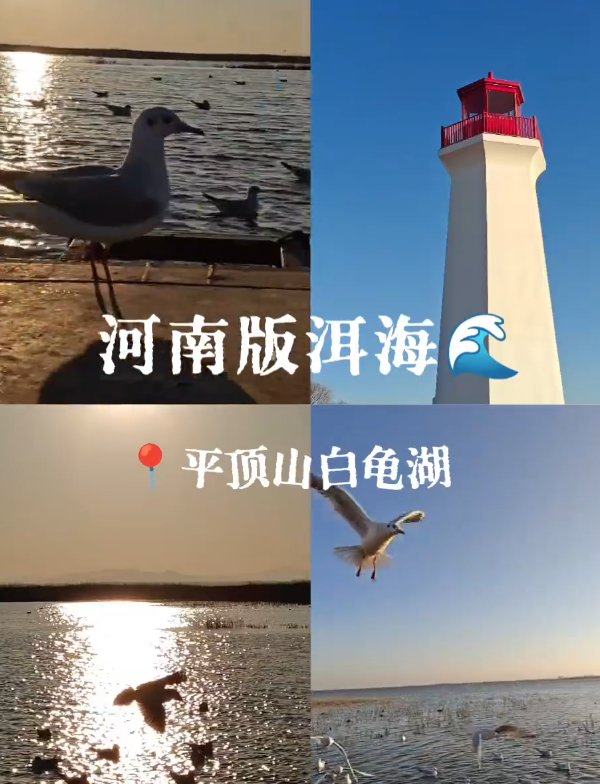 平顶山白龟湖🌊｜城市西湖・生态湿地