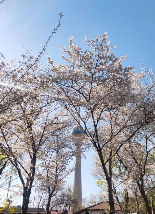 玉渊潭公园🌸｜樱花圣地，春日限定浪漫