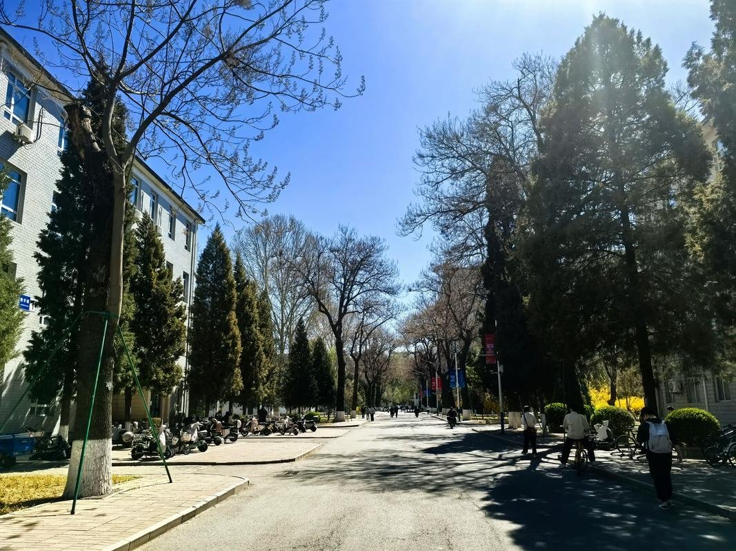北京邮电大学・银杏大道🍁｜金色童话・秋日必打卡