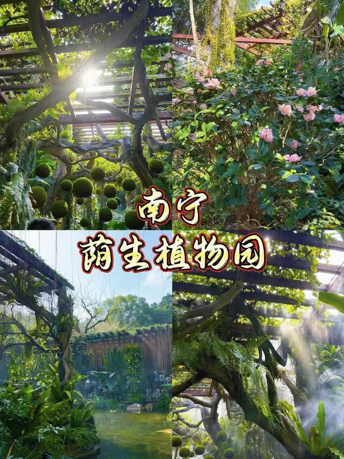 🌿南宁荫生植物园｜藏在城市里的绿野仙踪