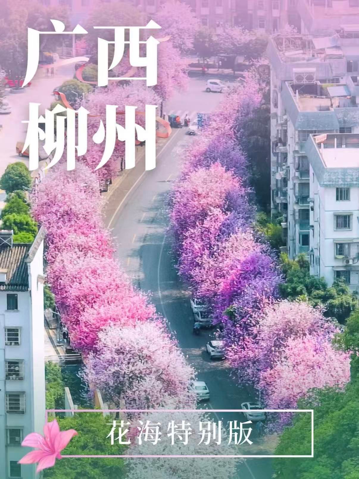 🌸 柳州 3 日深度游｜紫荆花海 + 苗寨风情 + 山水秘境