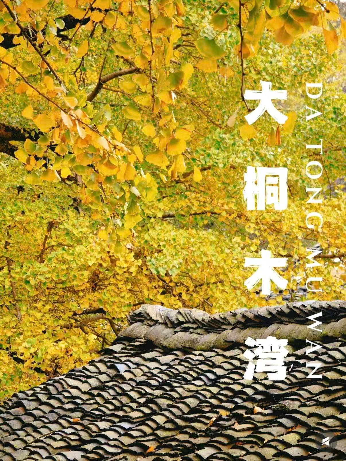 🌿 大桐木湾｜藏在桂林的千年银杏秘境