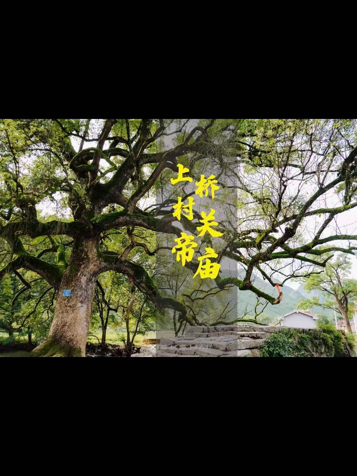 🌳 桂林上桥村｜古桥与千年樟树的秘境