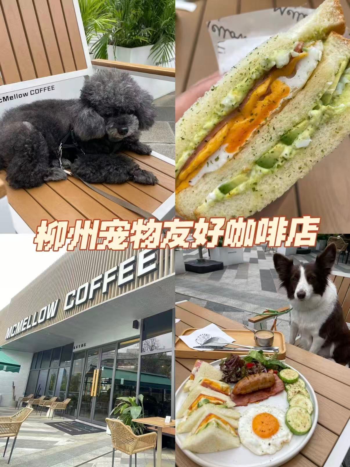🐾 柳州城煮甄选 Coffee｜宠物友好星人狂喜✨