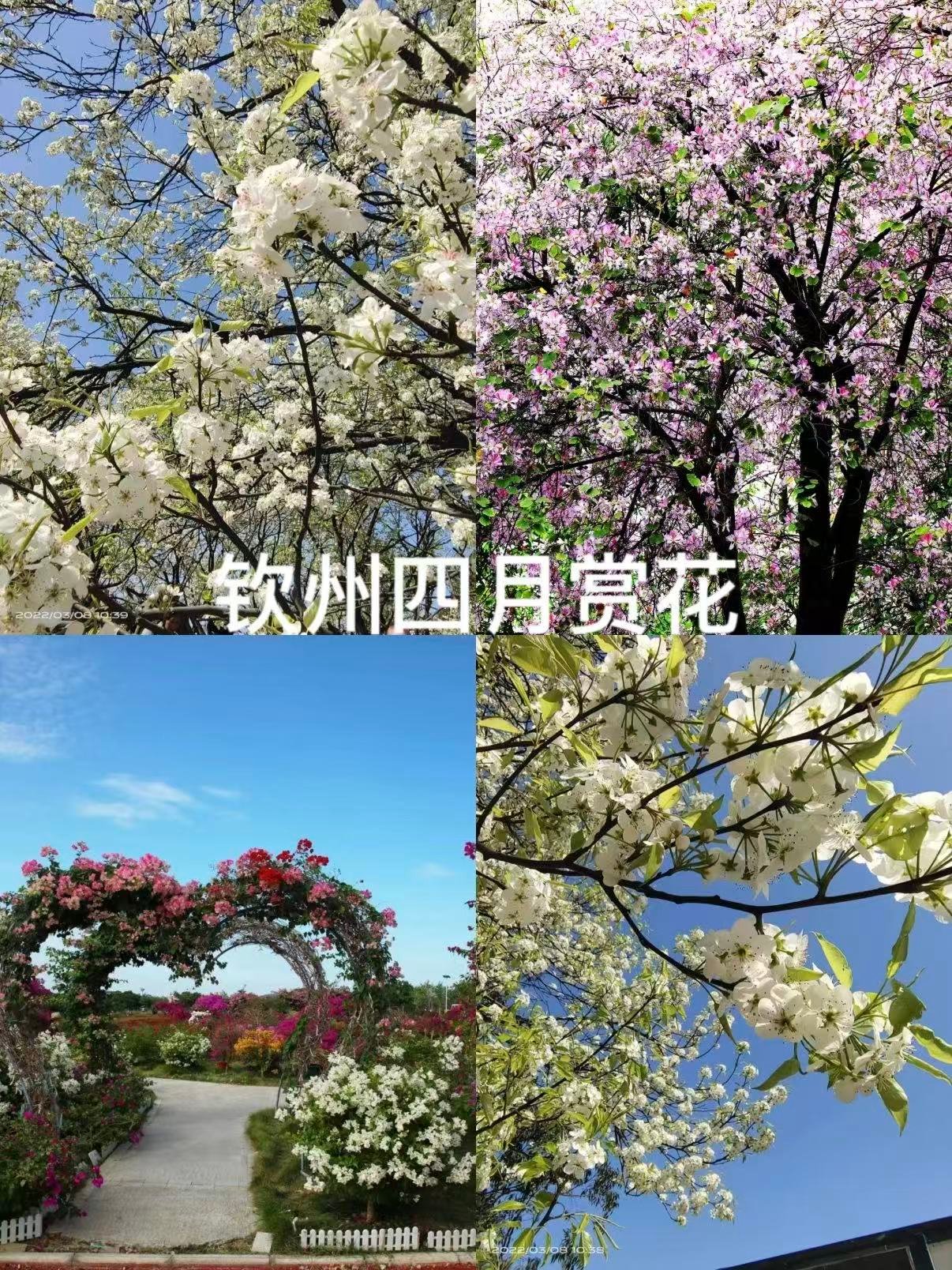🌸 钦州四月赏花｜梨花与紫荆的春日浪漫✨