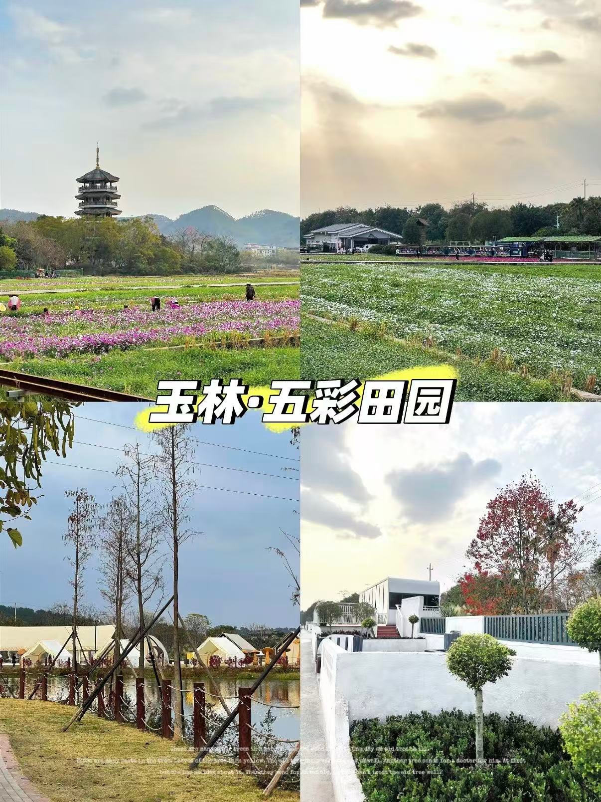 🌷 玉林五彩田园｜藏在城市里的治愈花海秘境