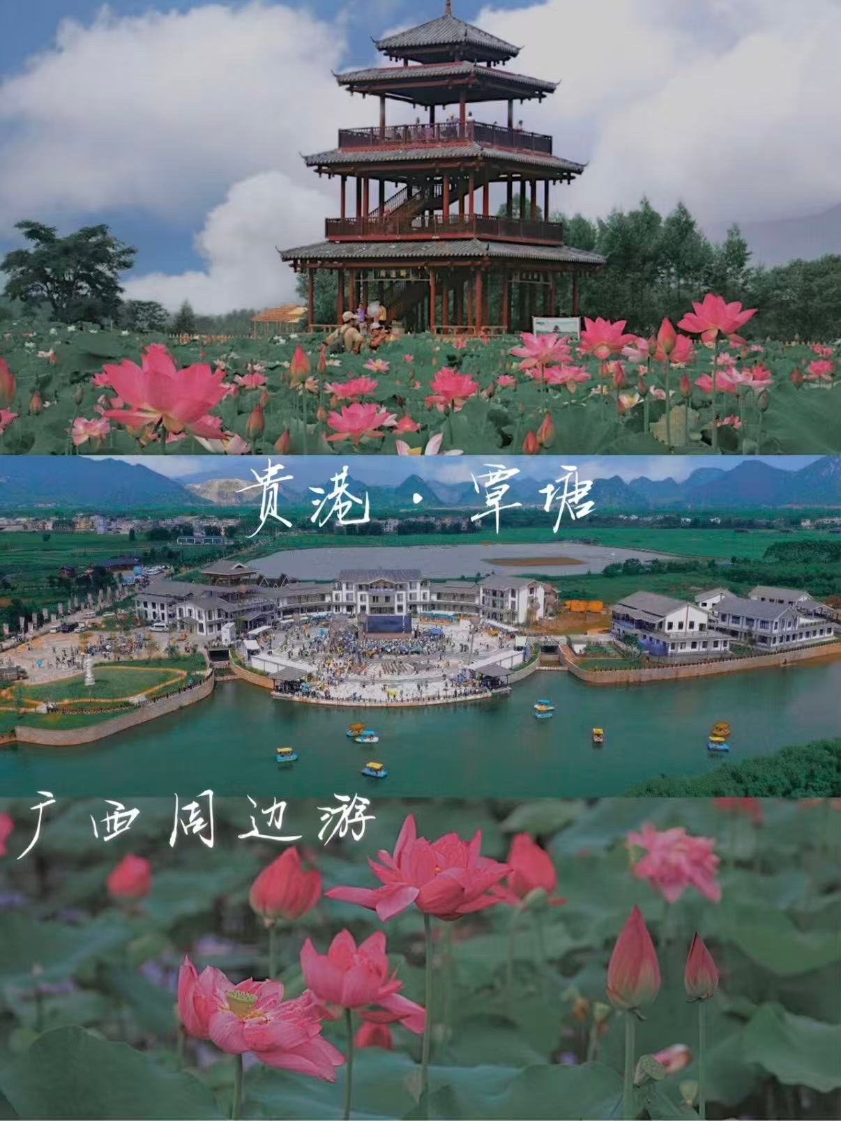 🪷 贵港覃塘｜千亩荷塘的夏日限定浪漫✨