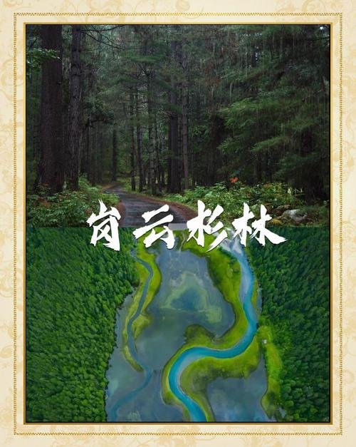 🌲 岗云杉林｜藏在波密的绿野仙踪，林芝秘境天花板✨