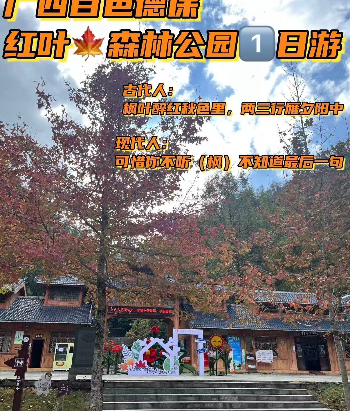 🍁 德保红叶森林公园｜秋日限定的红色童话