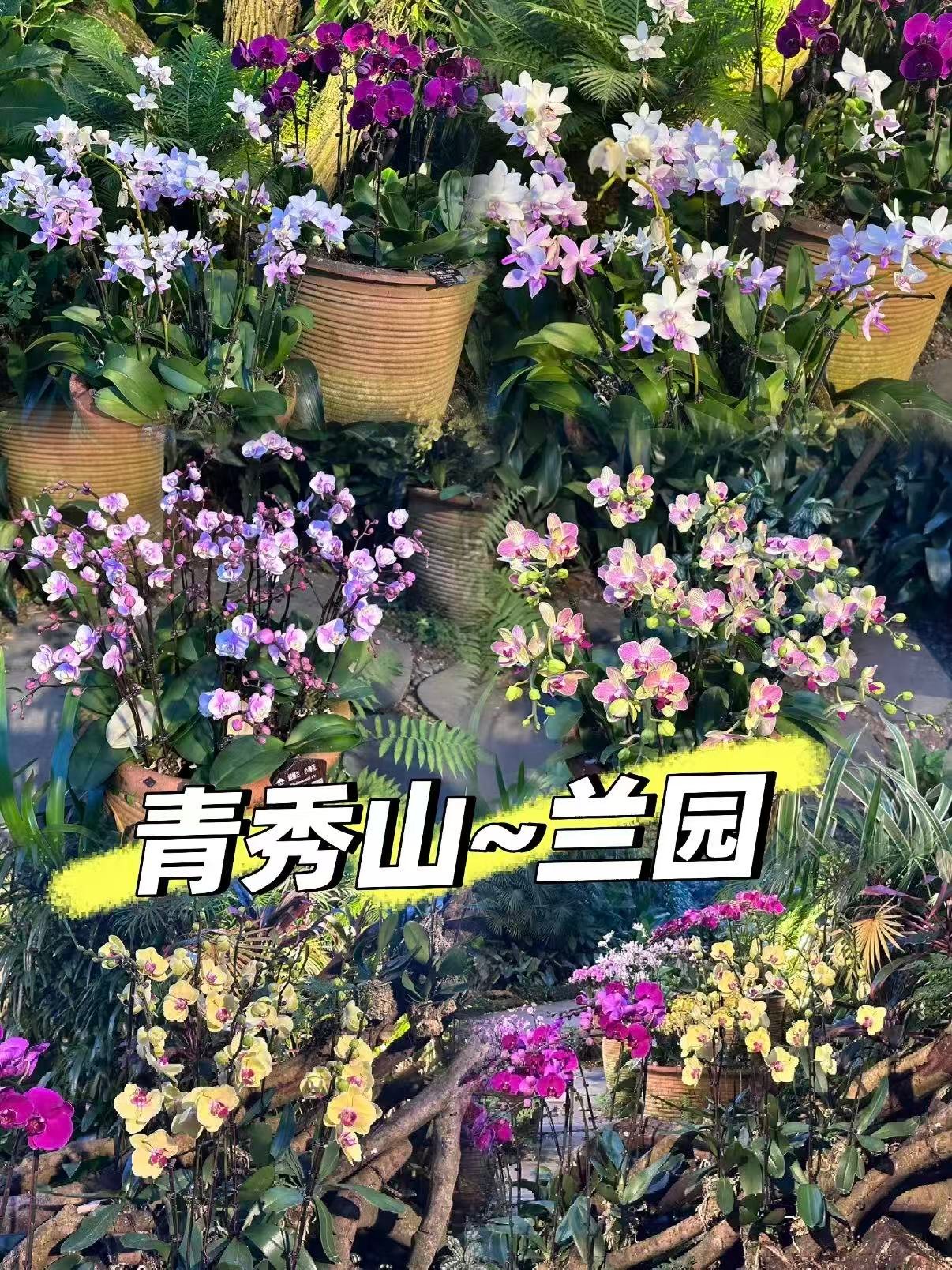 🌿南宁青秀山兰园｜闯入现实版莫奈花园