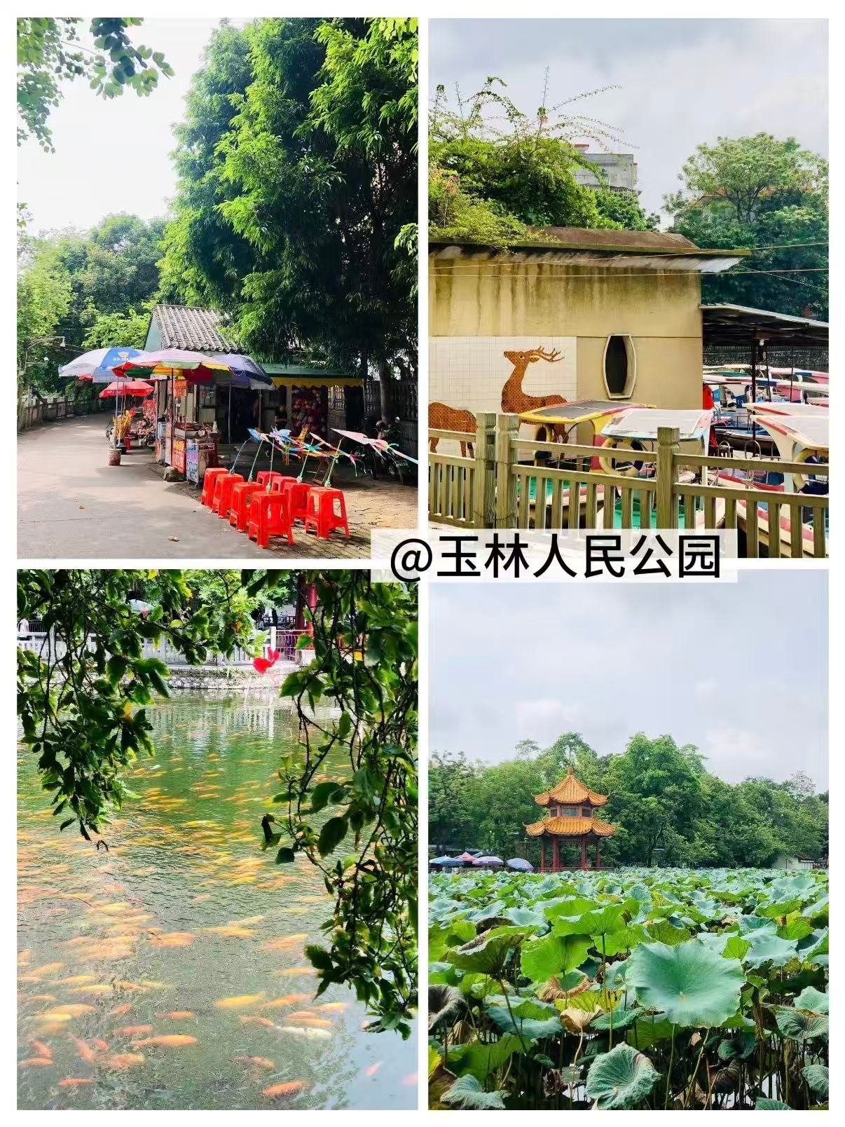 🌳 玉林人民公园｜城市里的治愈慢时光