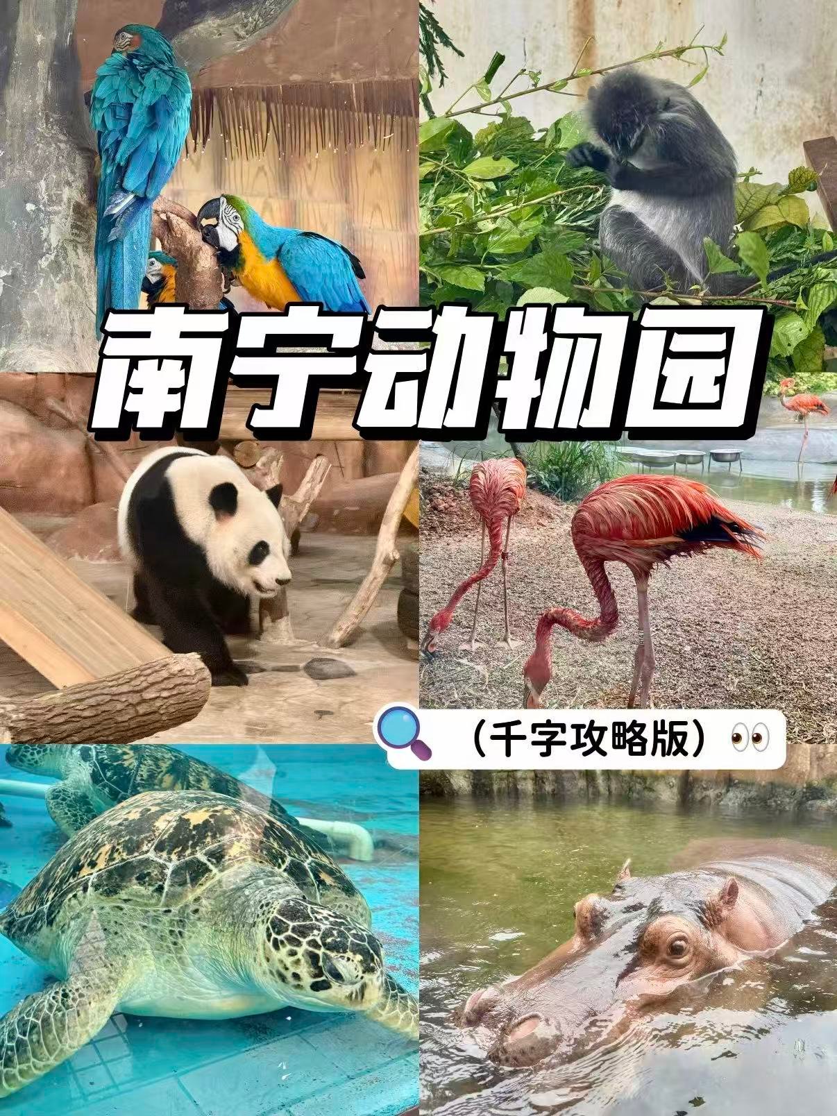 🐼南宁动物园｜超治愈的动物世界漫游指南