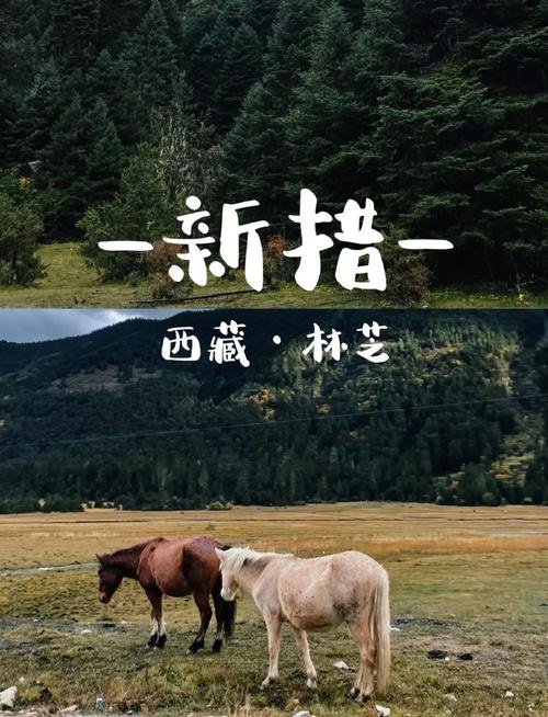 🌿 新措｜藏在林芝的秘境，现实版的绿野仙踪✨