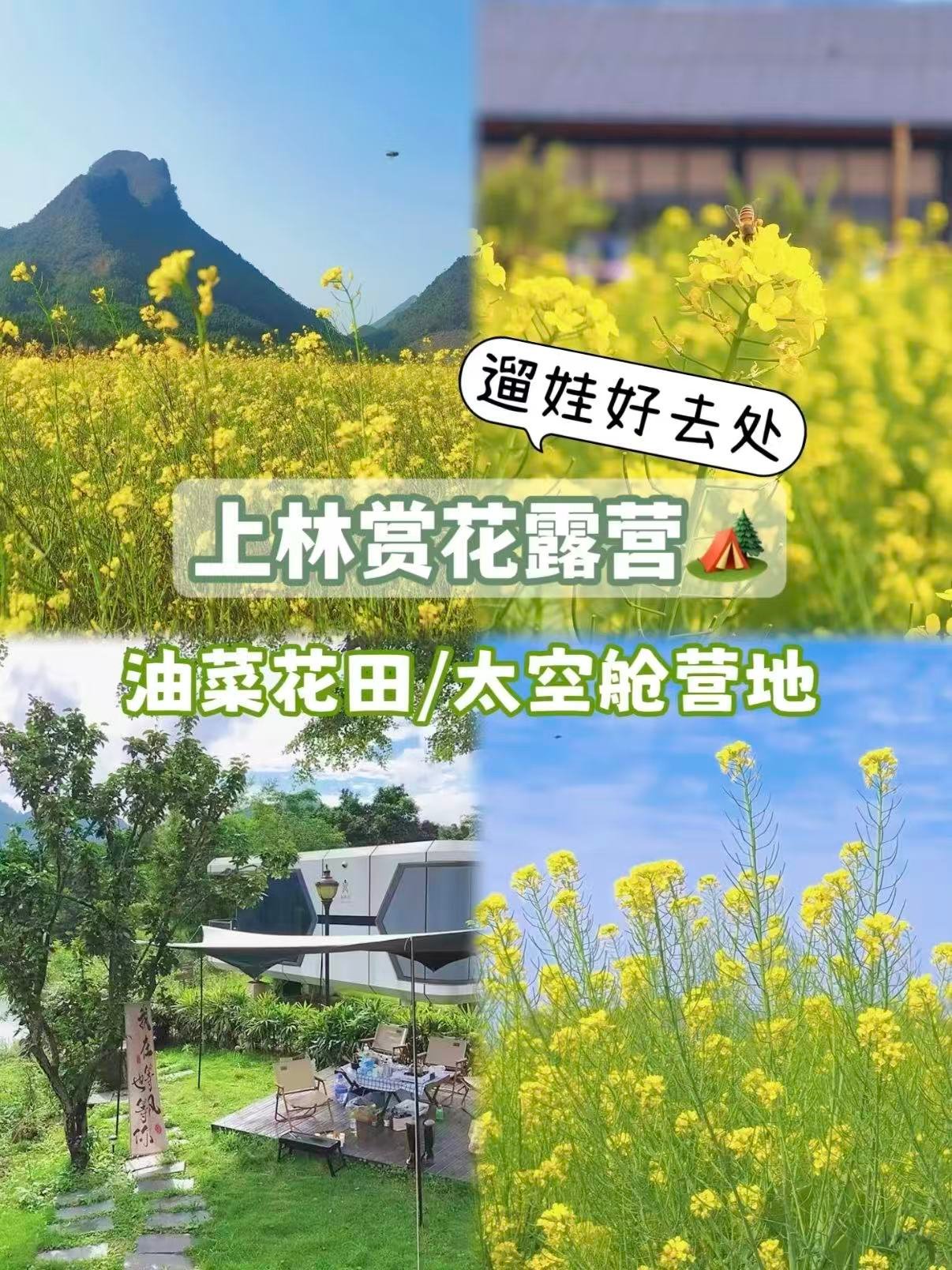 🌼 上林春日｜油菜花与太空舱的露营秘境✨