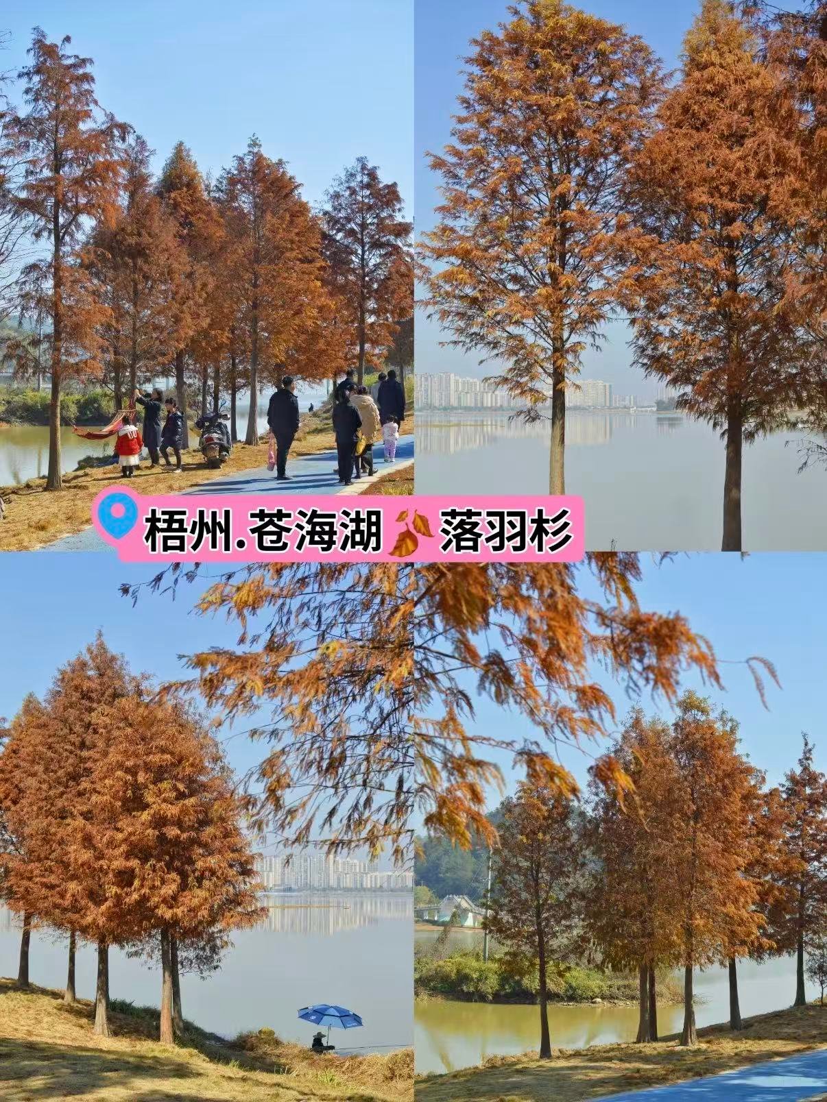 🍂 梧州苍海湖｜落羽杉林里的冬日油画
