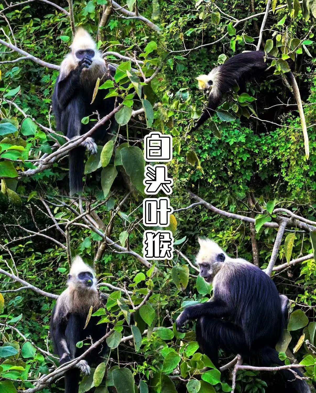 🐒 白头叶猴生态旅游区｜探秘 “石山精灵” 的家园