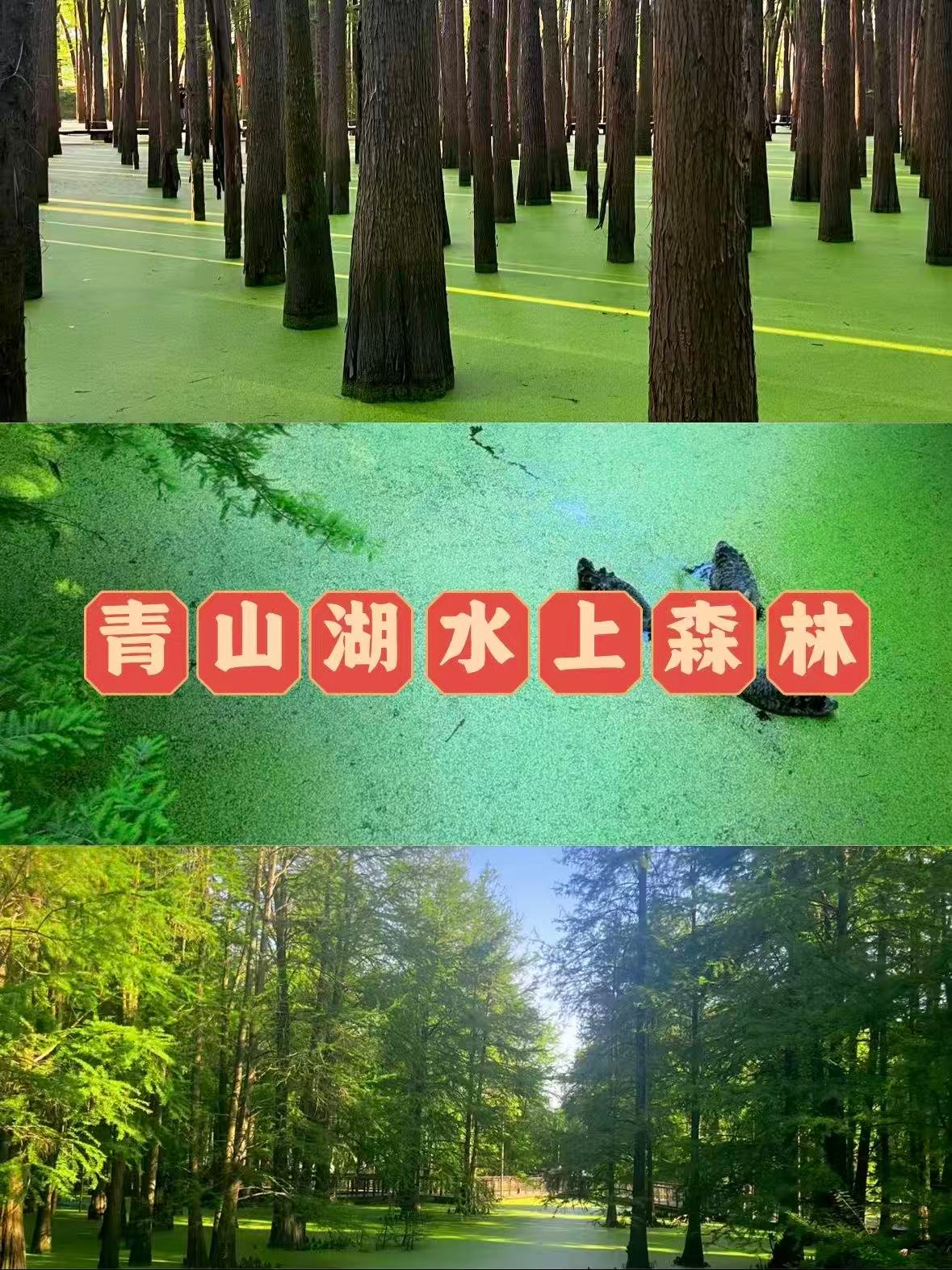 杭州青山湖水上森林｜现实版 “绿野仙踪” 秘境🌿