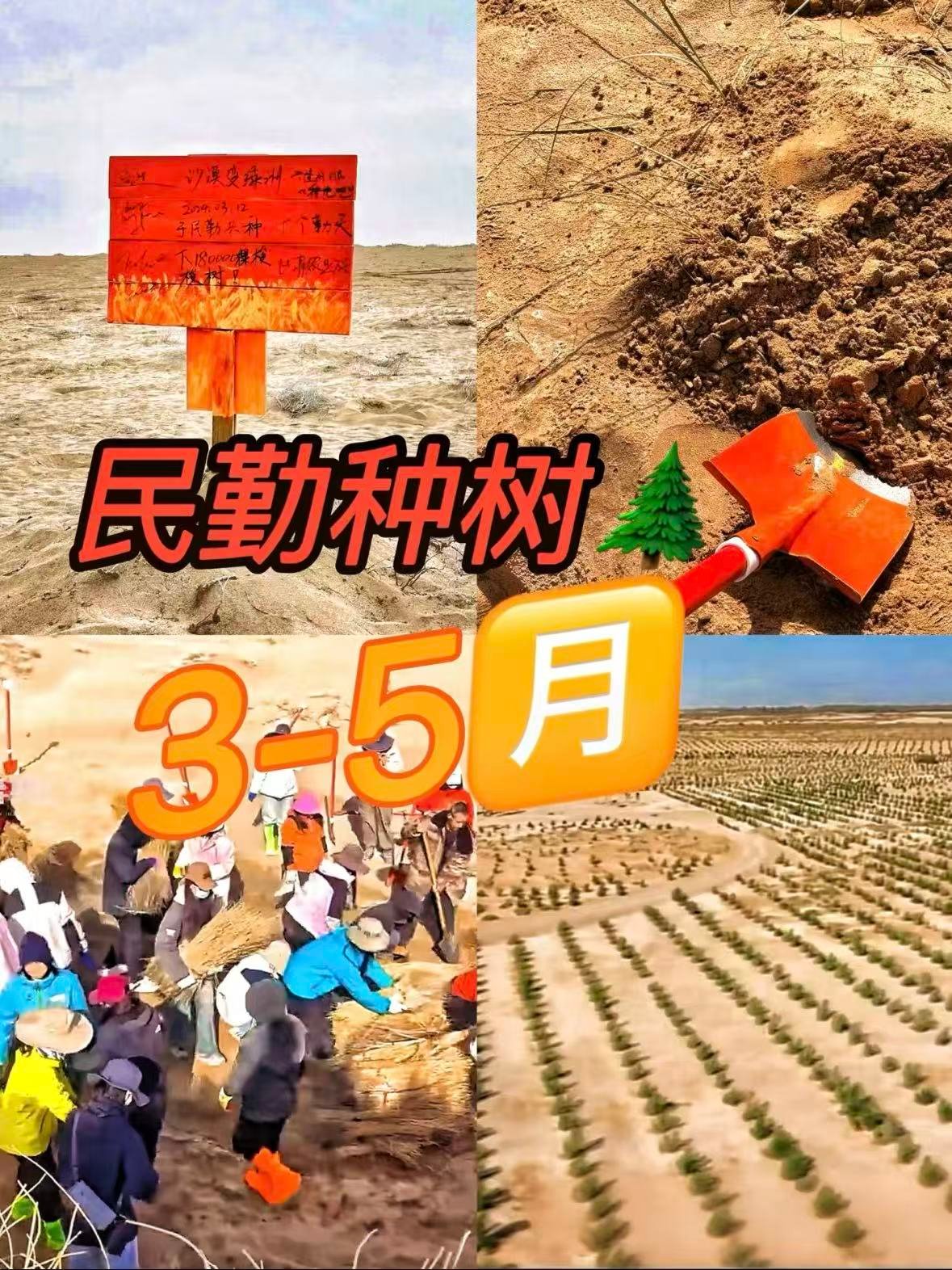 禾伙人圆梦！民勤梭梭树种植攻略🌱