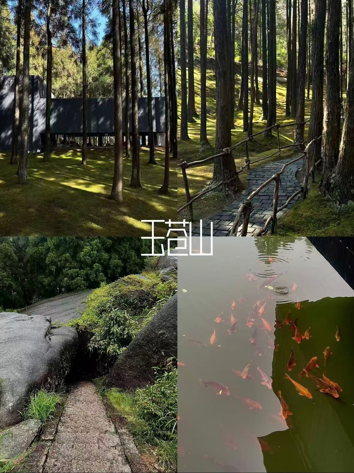 温州玉苍山｜浙南秘境里的日式森林🍃