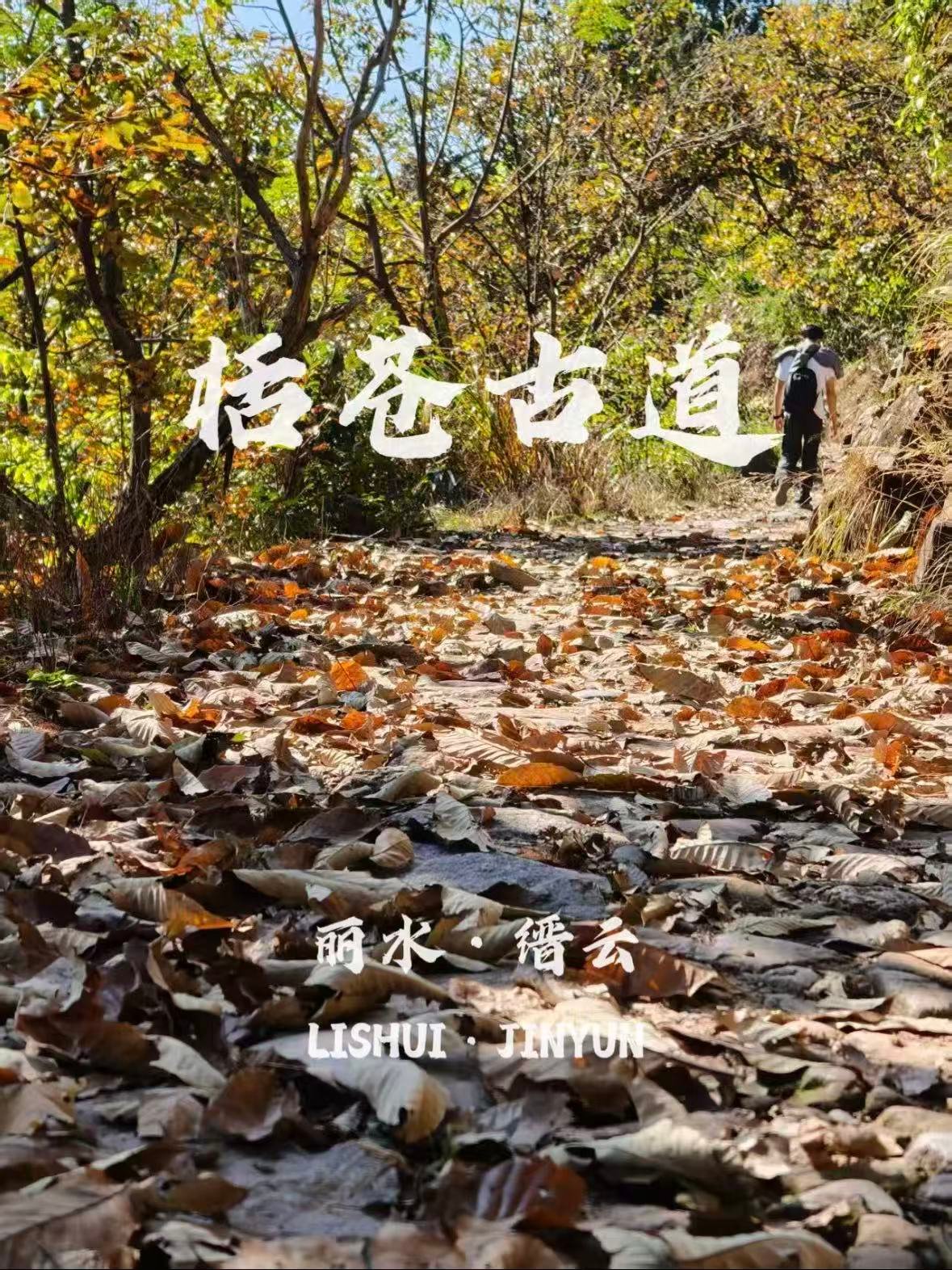 括苍山｜浙东屋脊的风车与云海🌿