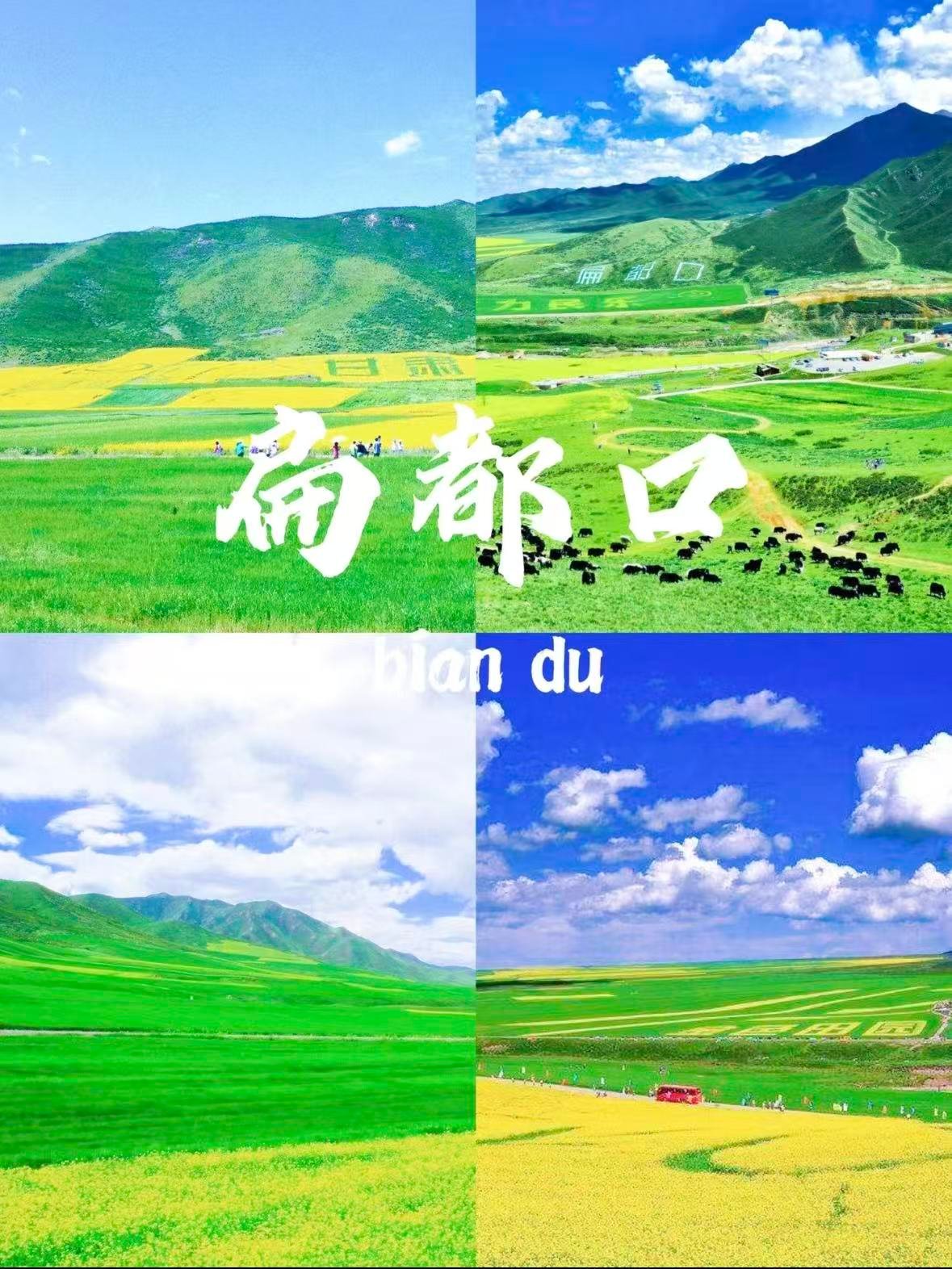 扁都口｜把夏天染成金绿的祁连油画🌼