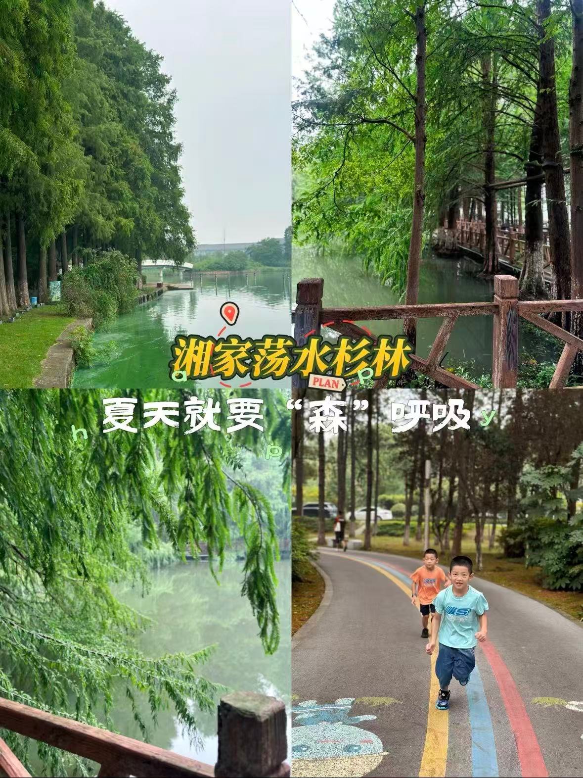 嘉兴｜湘家荡，藏在城市里的水杉秘境🌲