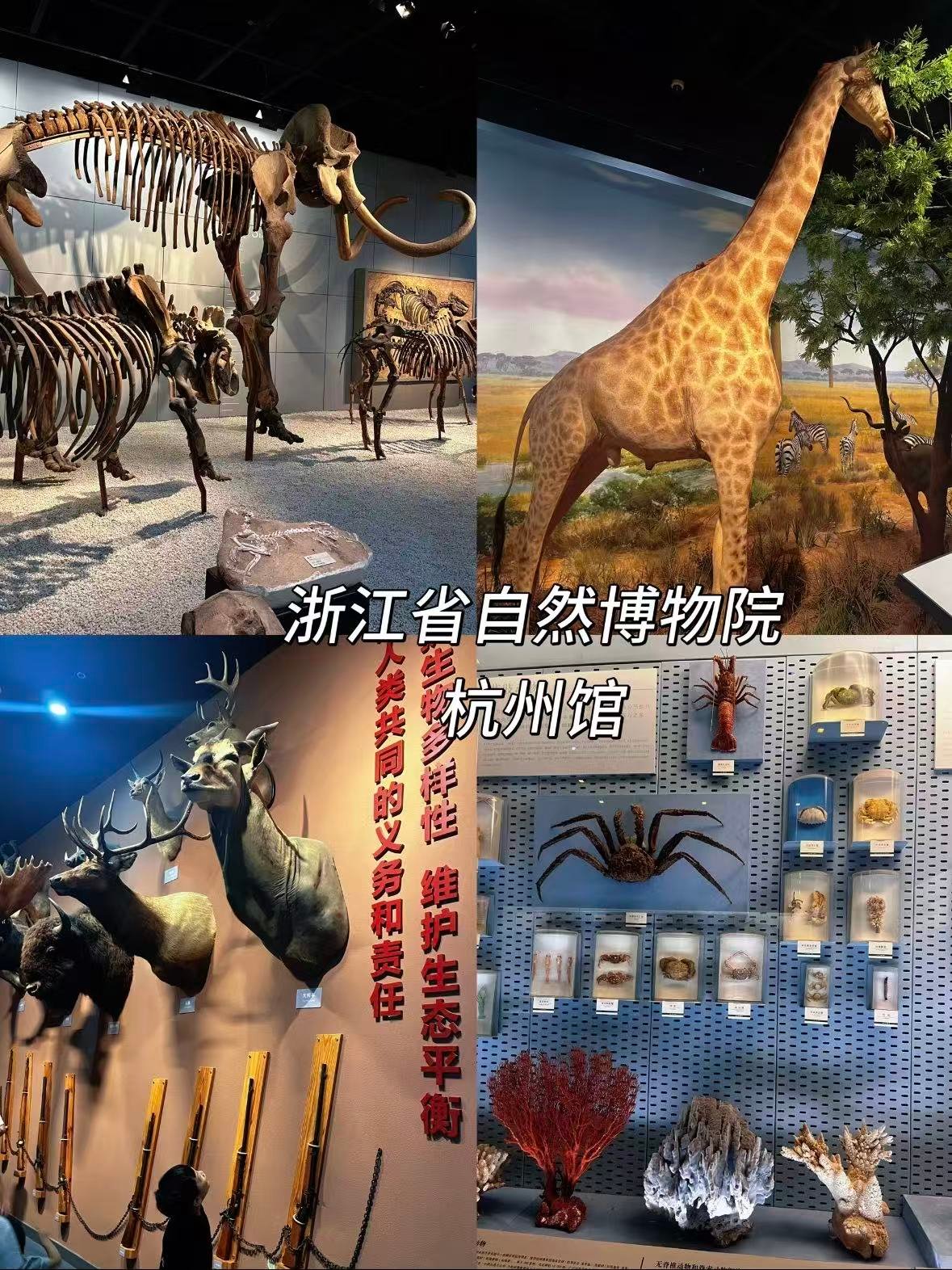 浙江省自然博物院（杭州馆）｜穿越亿年的自然秘境🦕