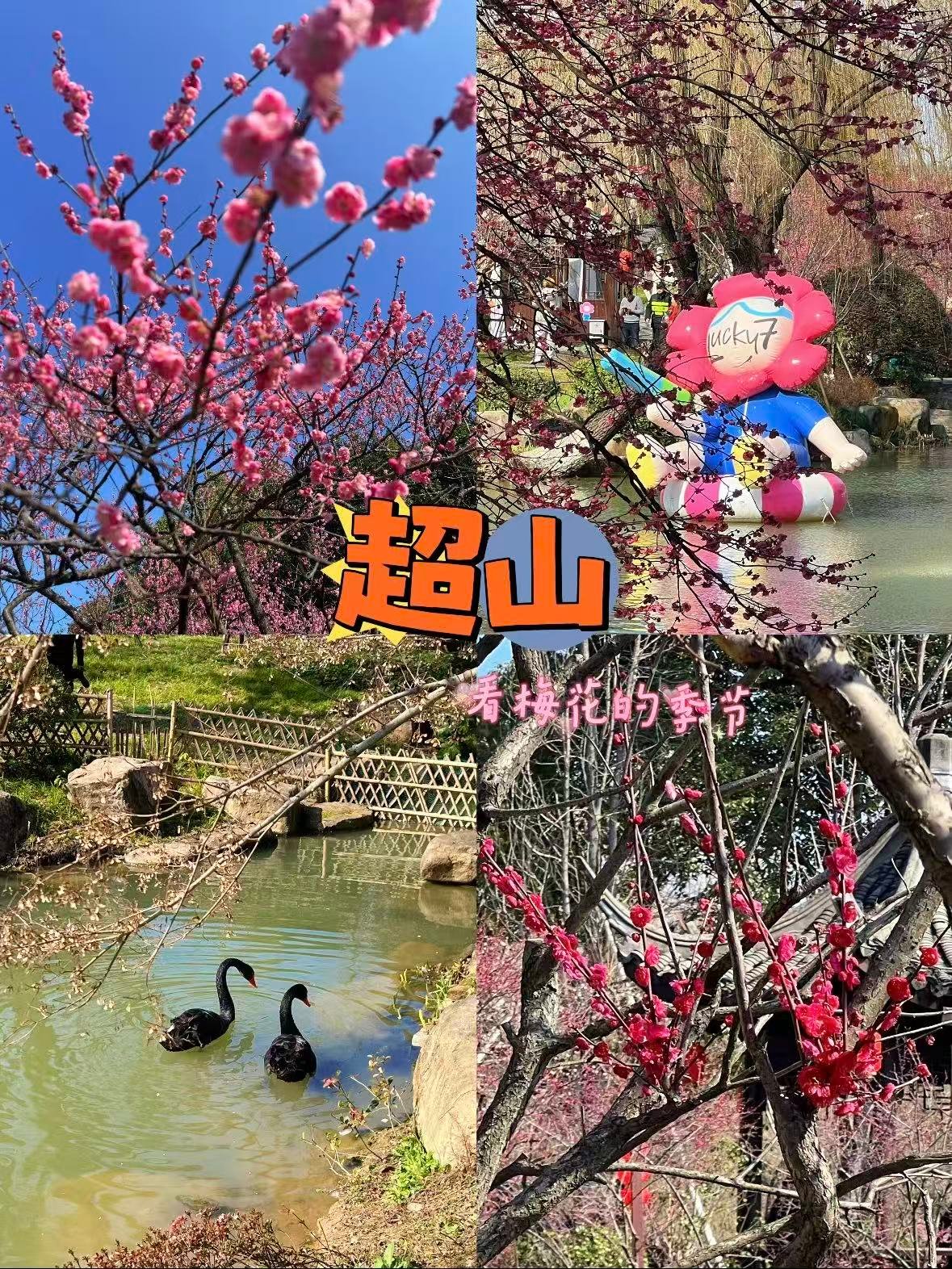 杭州超山｜十里梅海的春日浪漫🌸