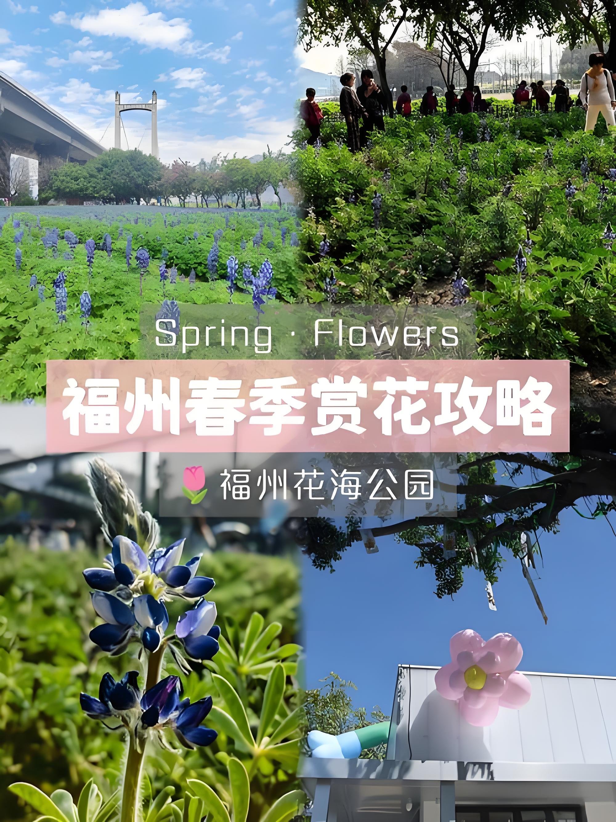 福州花海公园全年赏花攻略🌷