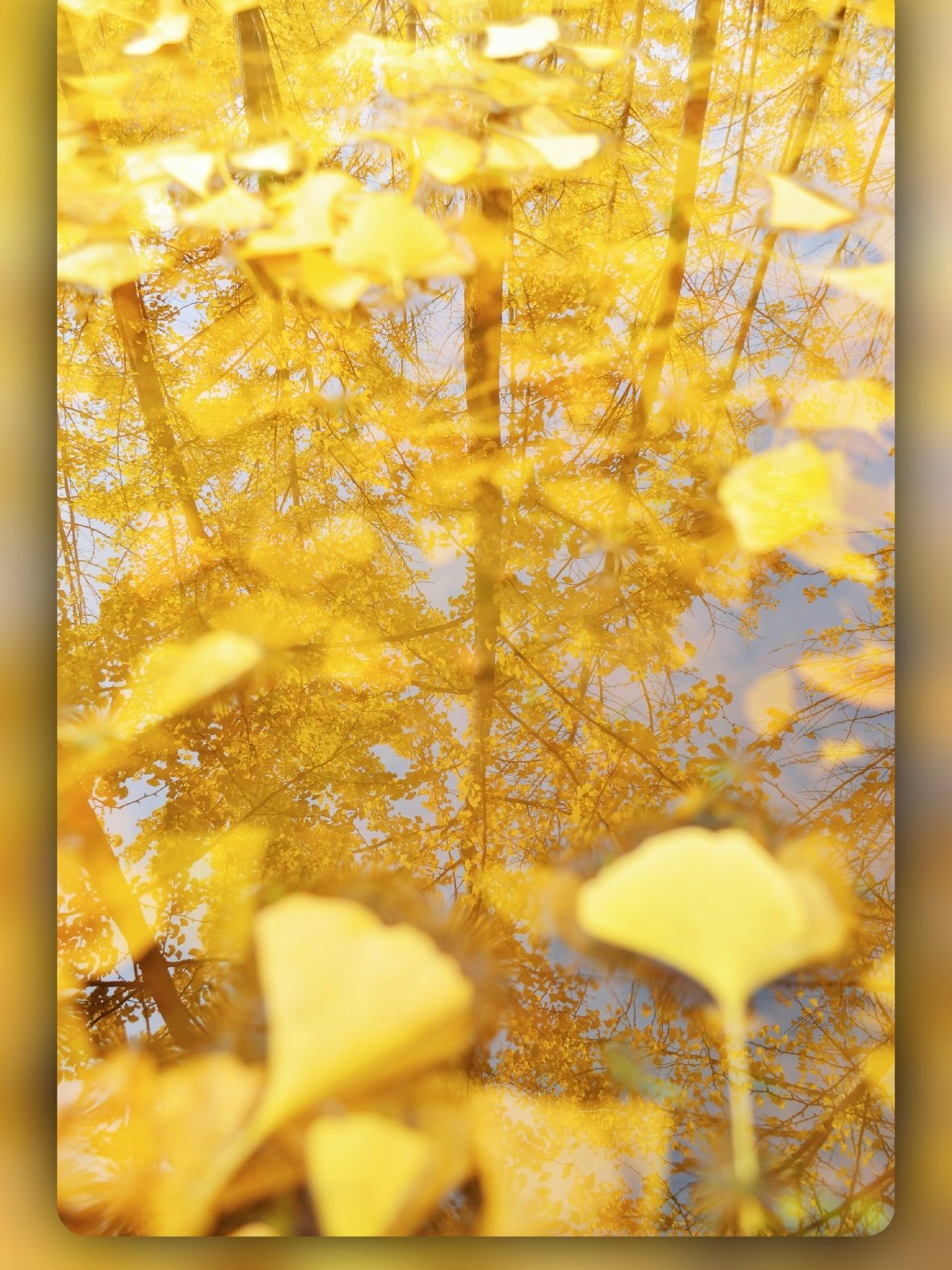 🍂兰州玉川银杏林｜金城秋日限定的金色浪漫✨