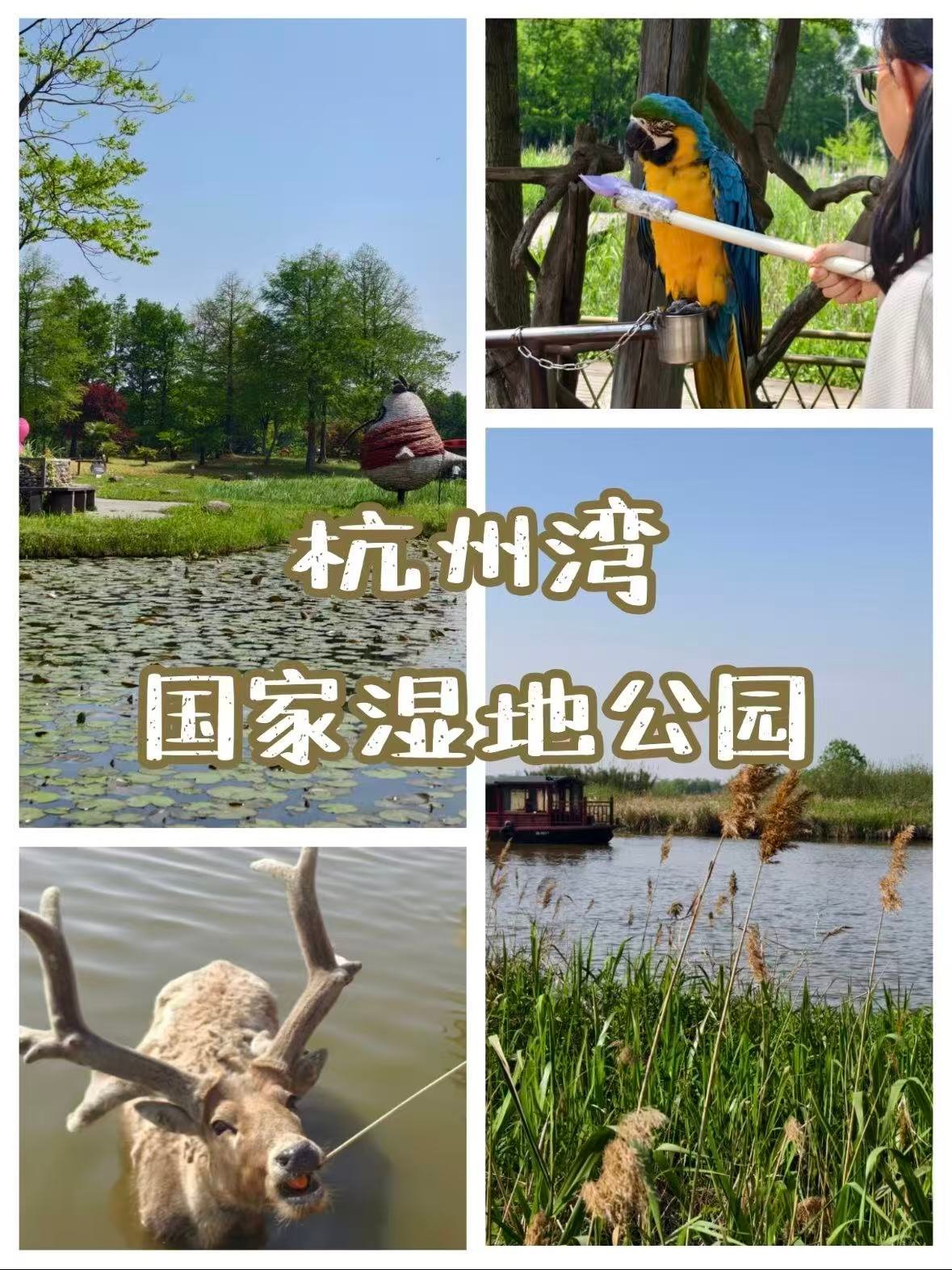 🌿 杭州湾国家湿地公园｜藏在宁波的 “鸟类天堂”