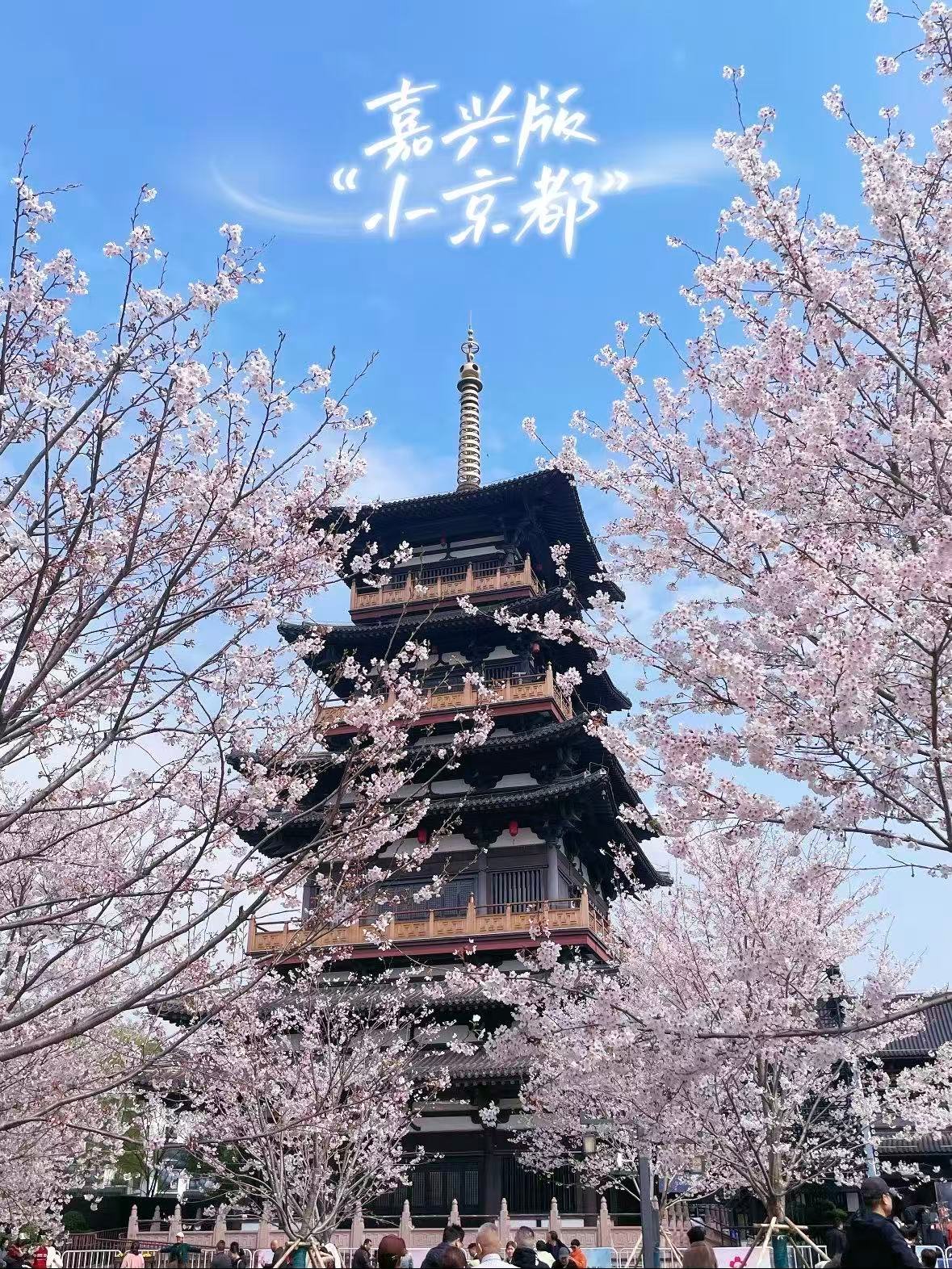 嘉兴｜钟埭樱花小镇，把春天的浪漫焊在樱花里🌸