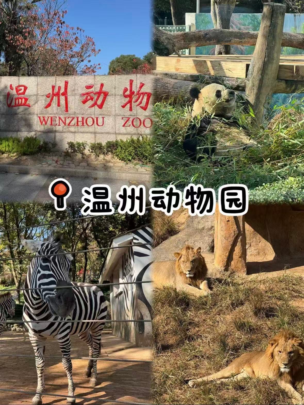 🐼 温州动物园｜浙南宝藏动物园，亲子遛娃好去处