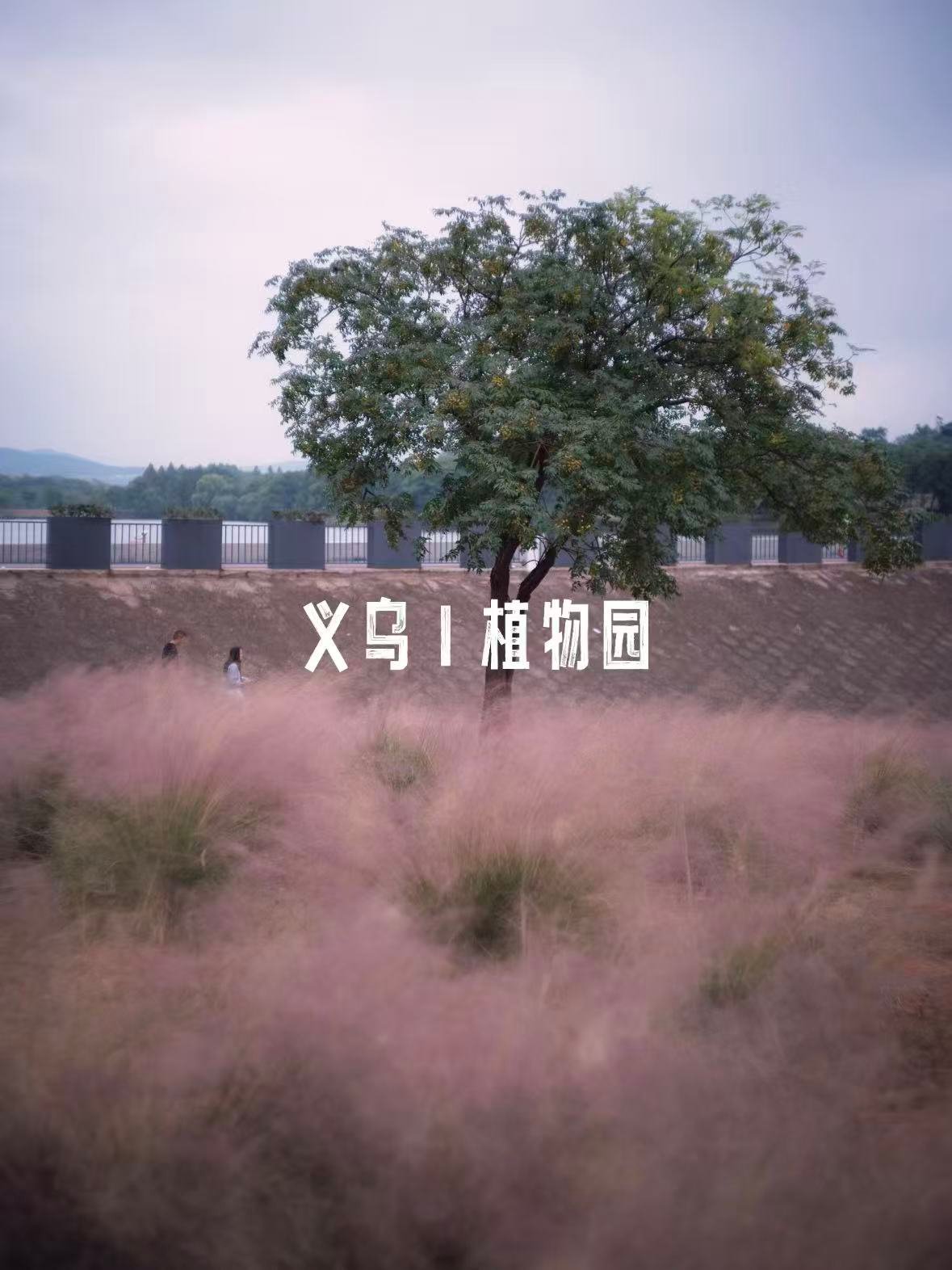 义乌植物园｜藏在城市里的治愈花海🌿