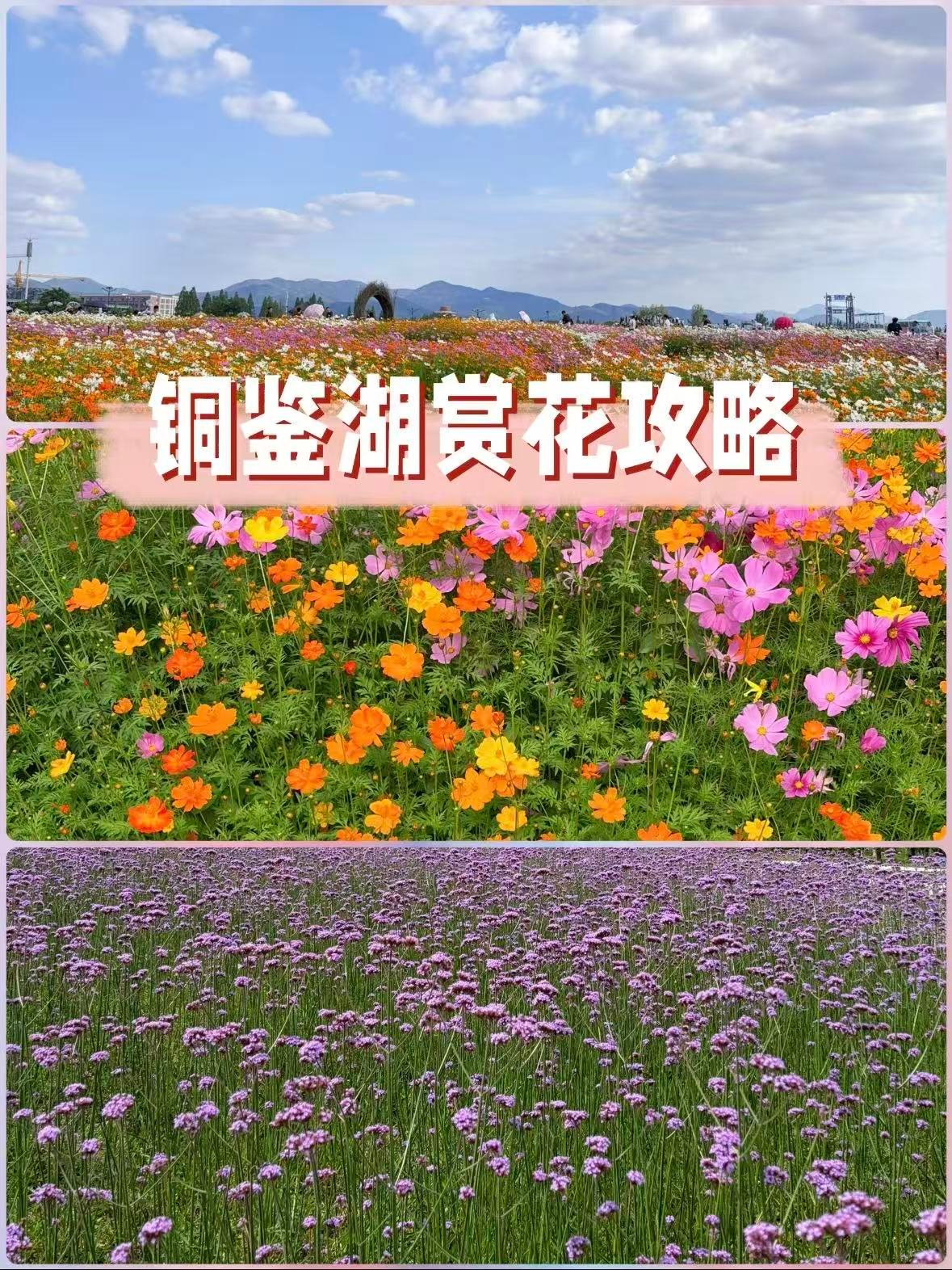 杭州铜鉴湖｜藏在城西的浪漫花海秘境🌼
