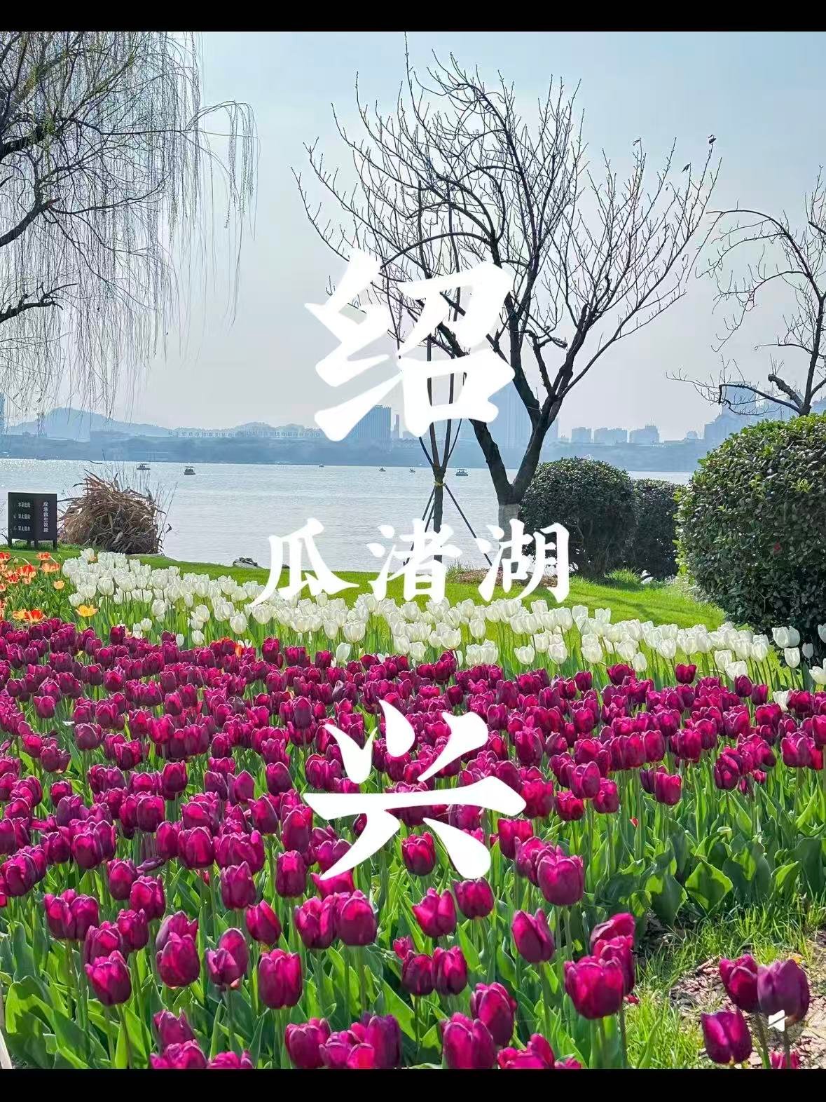 绍兴瓜渚湖｜春日限定！藏在城市里的郁金香花海🌷