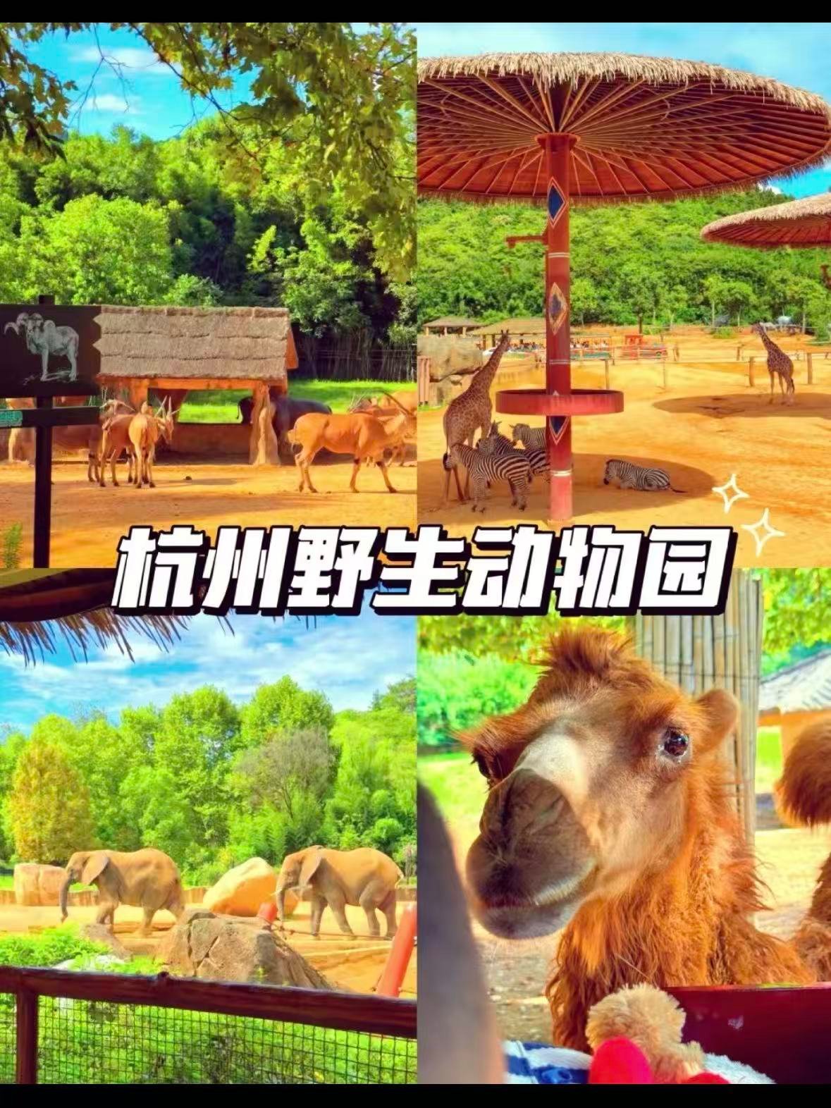 杭州野生动物世界｜沉浸式 “非洲大草原” 体验🌍