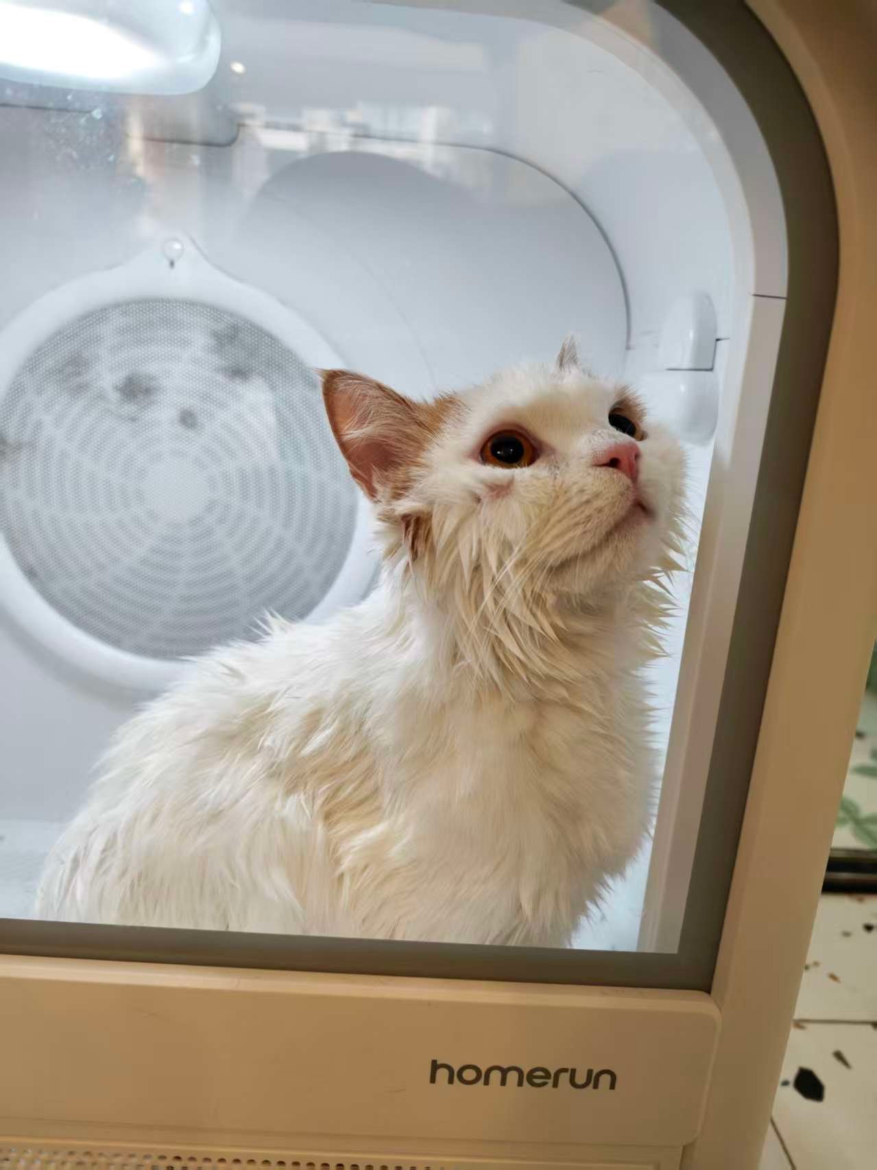 新手养猫必看🐱猫咪居家洗澡教程！不炸毛不应激