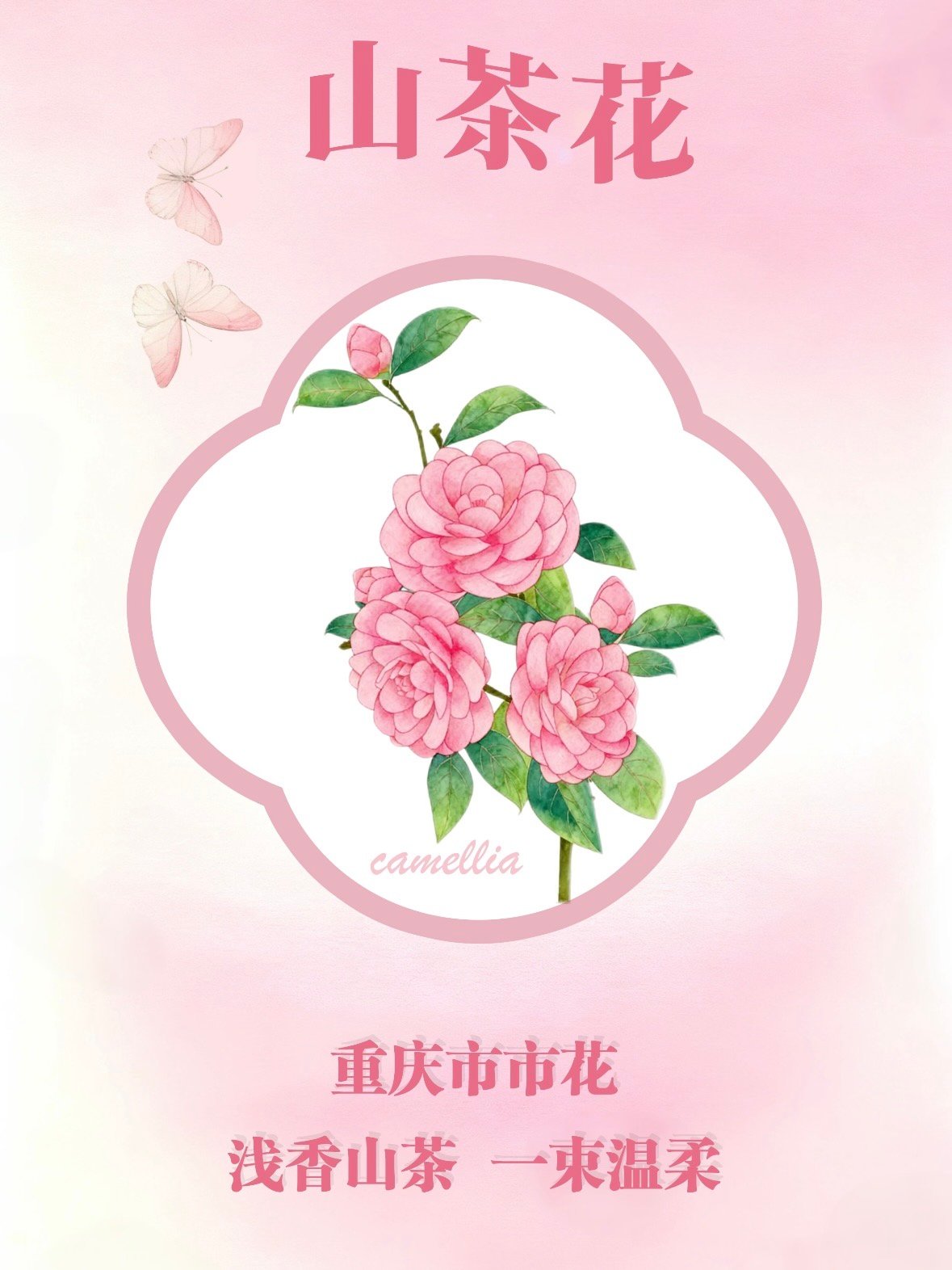 🌺 重庆的市花：山茶花，一座城的温柔与坚韧✨