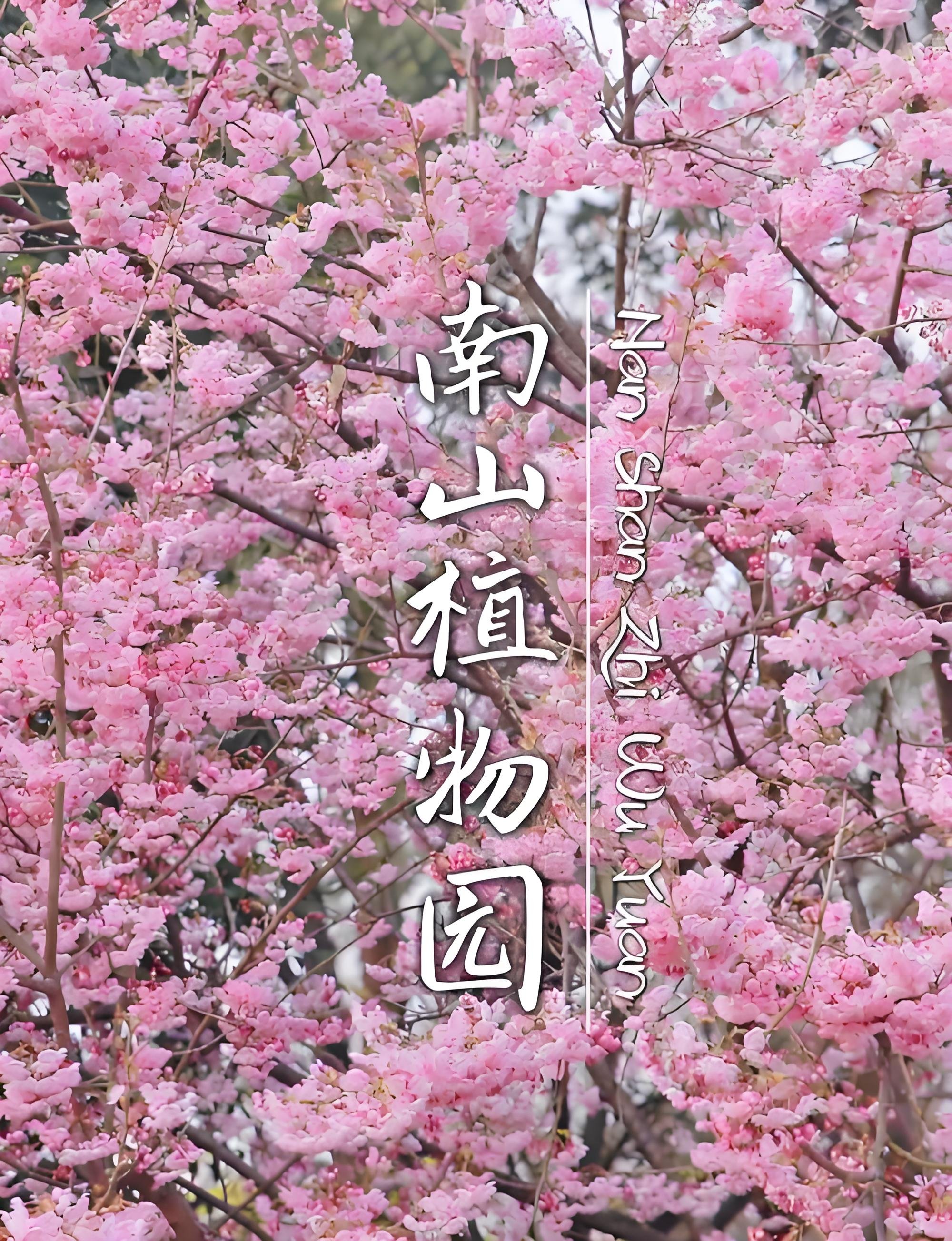 重庆南山植物园踏青攻略｜主城天然氧吧🌸四季赏花好去处