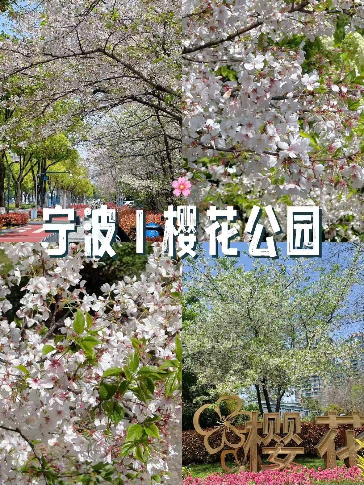 🌸 宁波樱花公园｜春日限定浪漫天花板