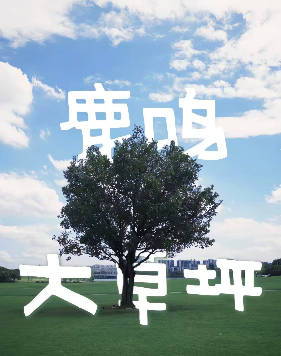 衢州鹿鸣大草坪｜城市里的治愈系绿洲🌿