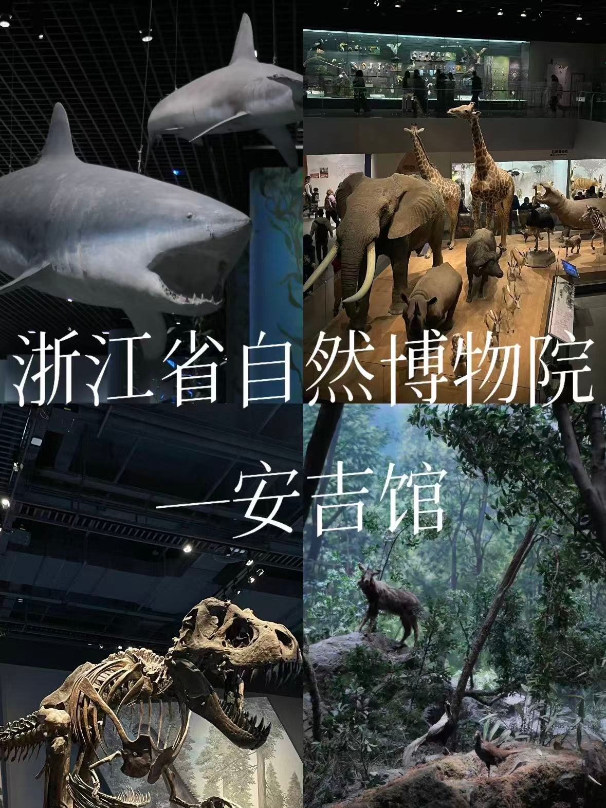 浙江省自然博物院（安吉馆），超酷的沉浸式自然科普基地🦖