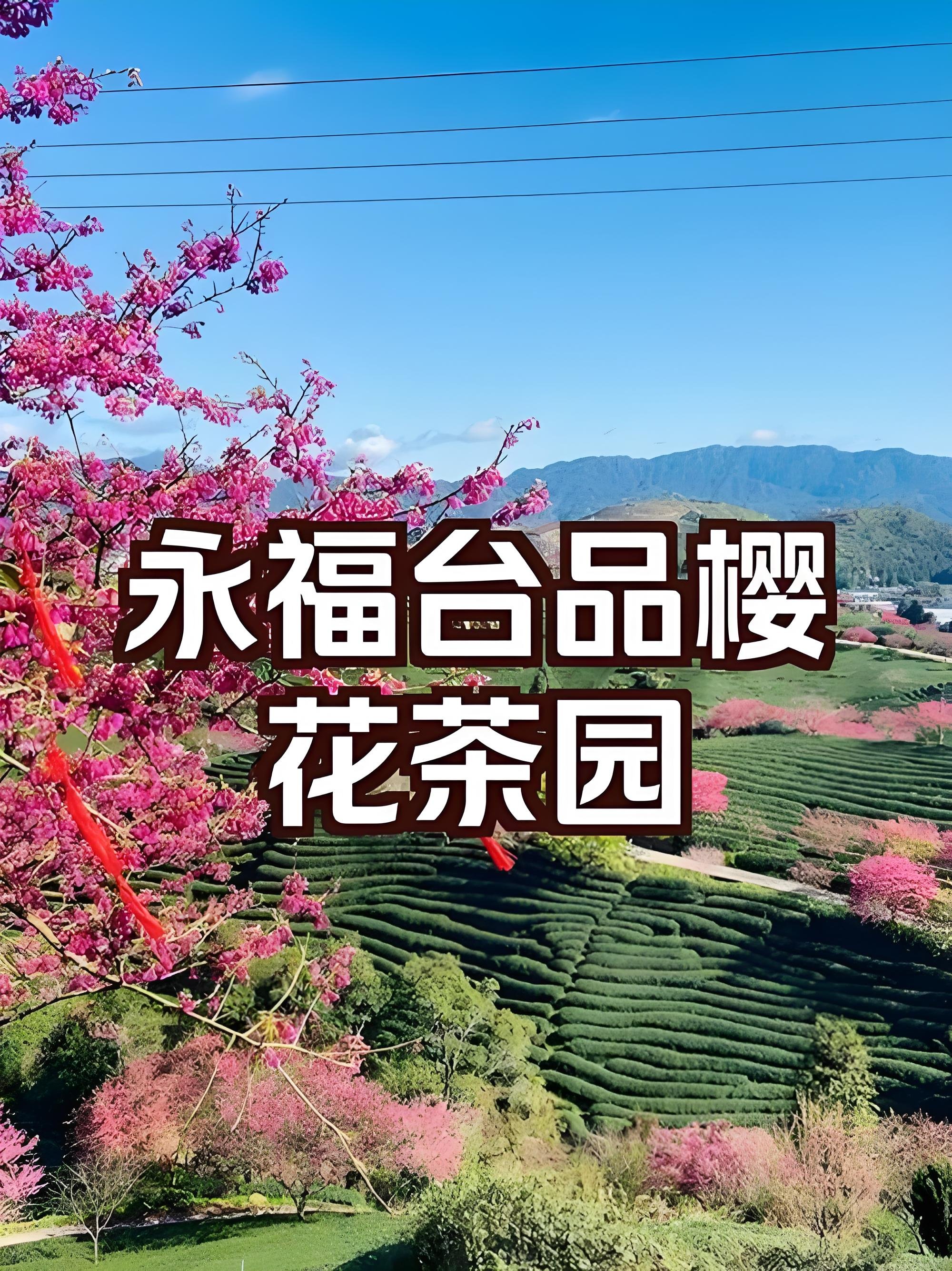🌸永福台品樱花茶园｜福建 “小富士”，樱花与茶园的春日绝景✨