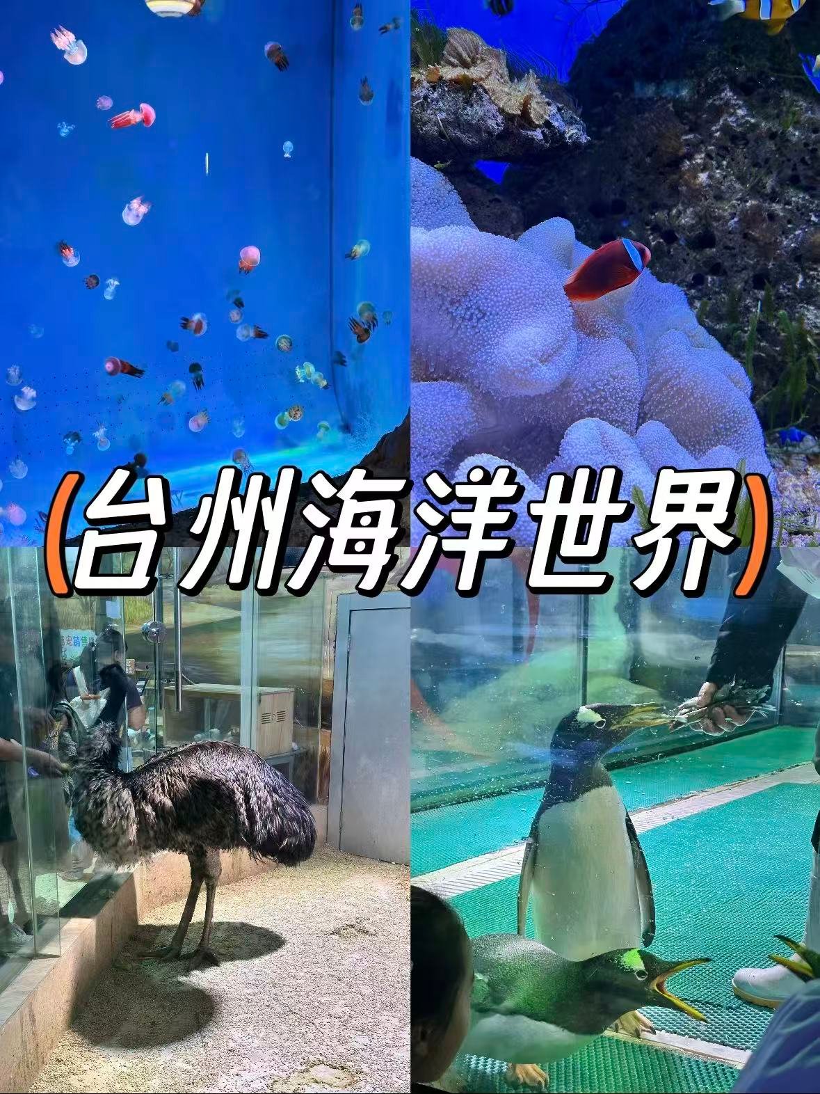 台州海洋世界｜藏在城市里的蓝色童话王国✨
