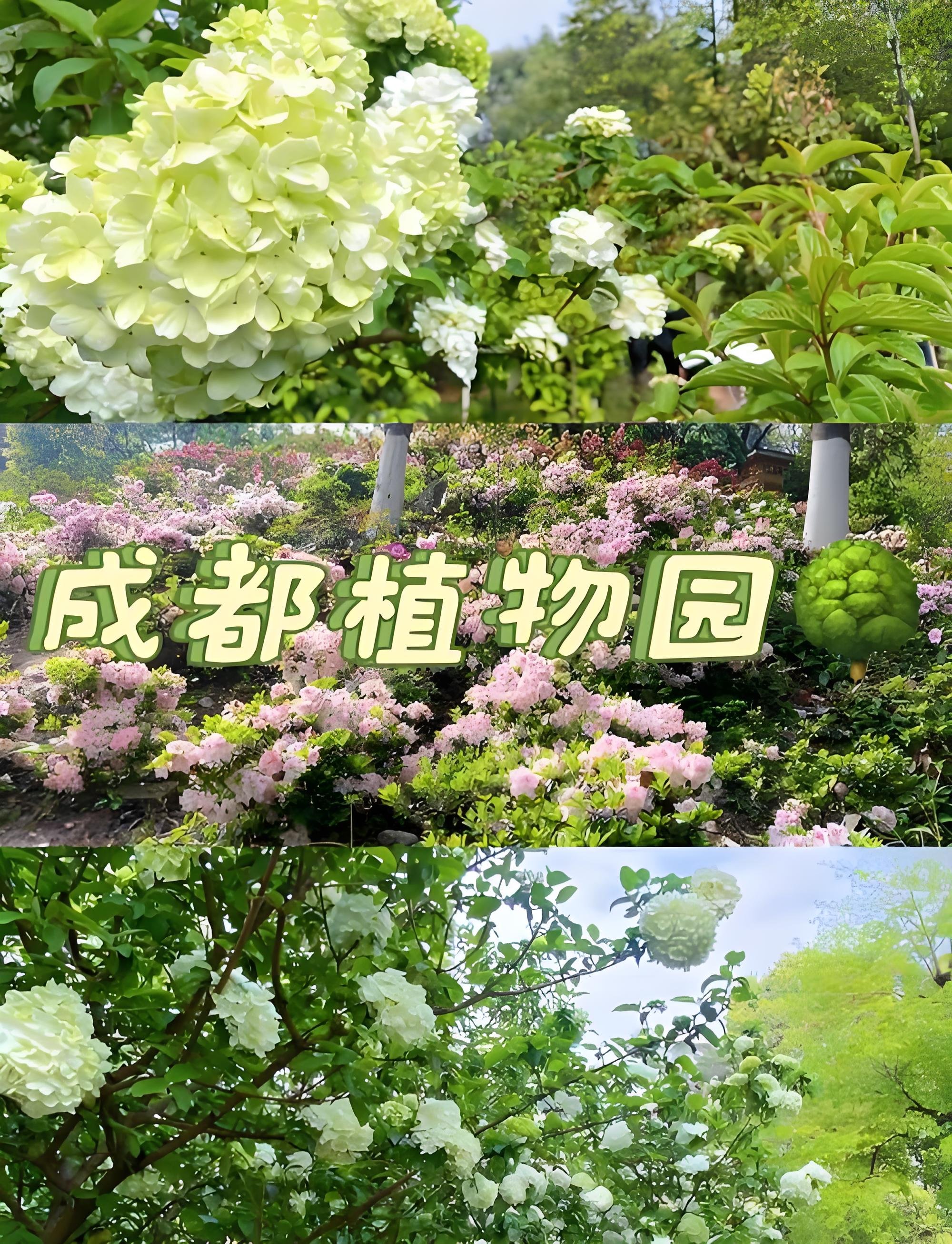 成都治愈氧吧🌿10元解锁市区绿野仙踪太值了！