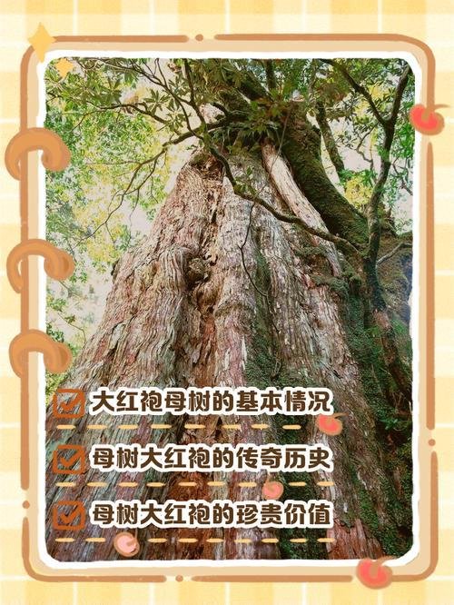 武夷山母树大红袍全解析🌿｜茶中之王的前世今生